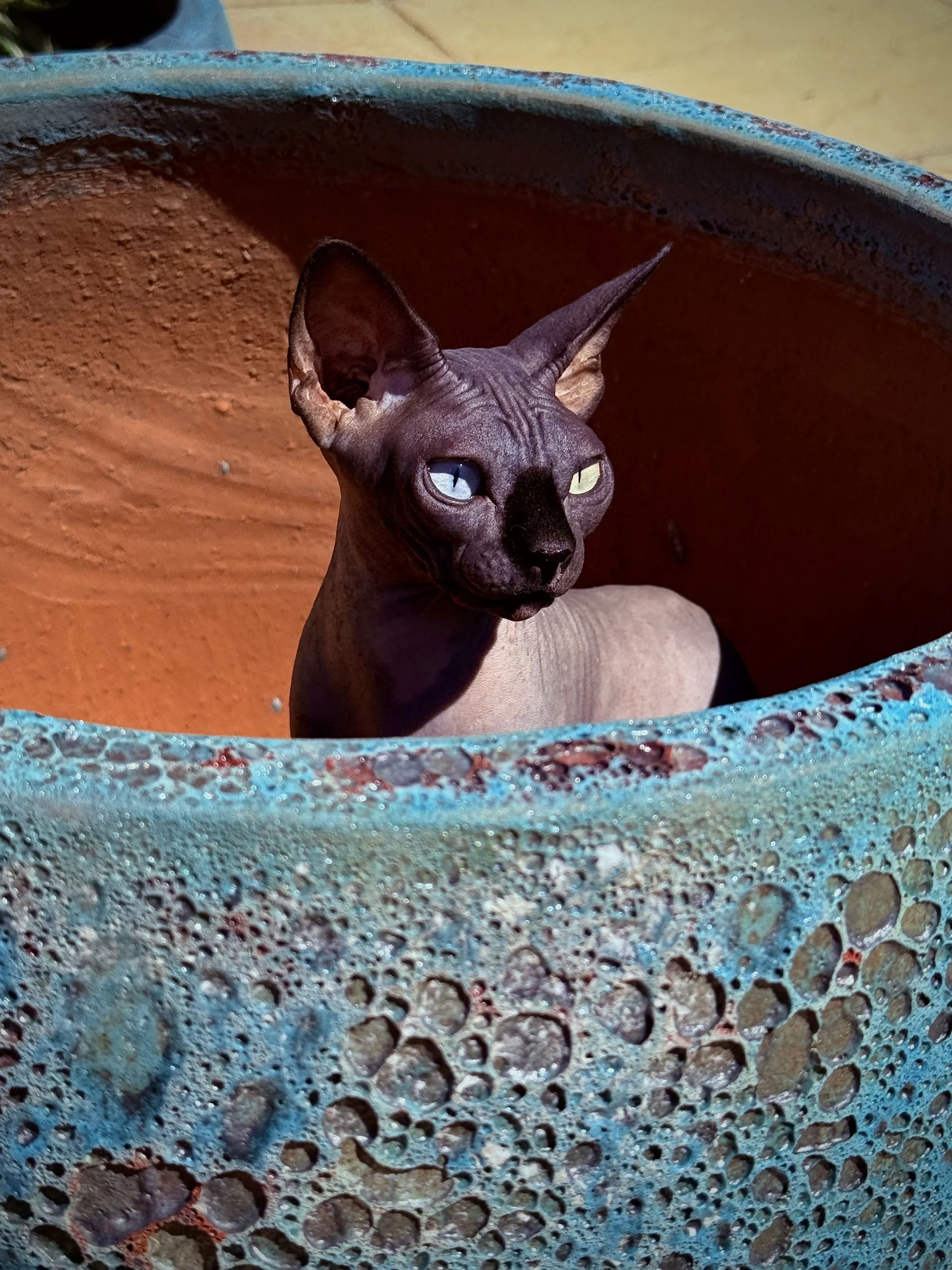 DBE-CEL Odd Eyed Sphynx Cats