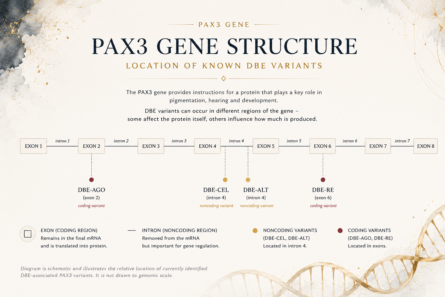 Pax3 Gene Structure of currently characterised DBE variants.