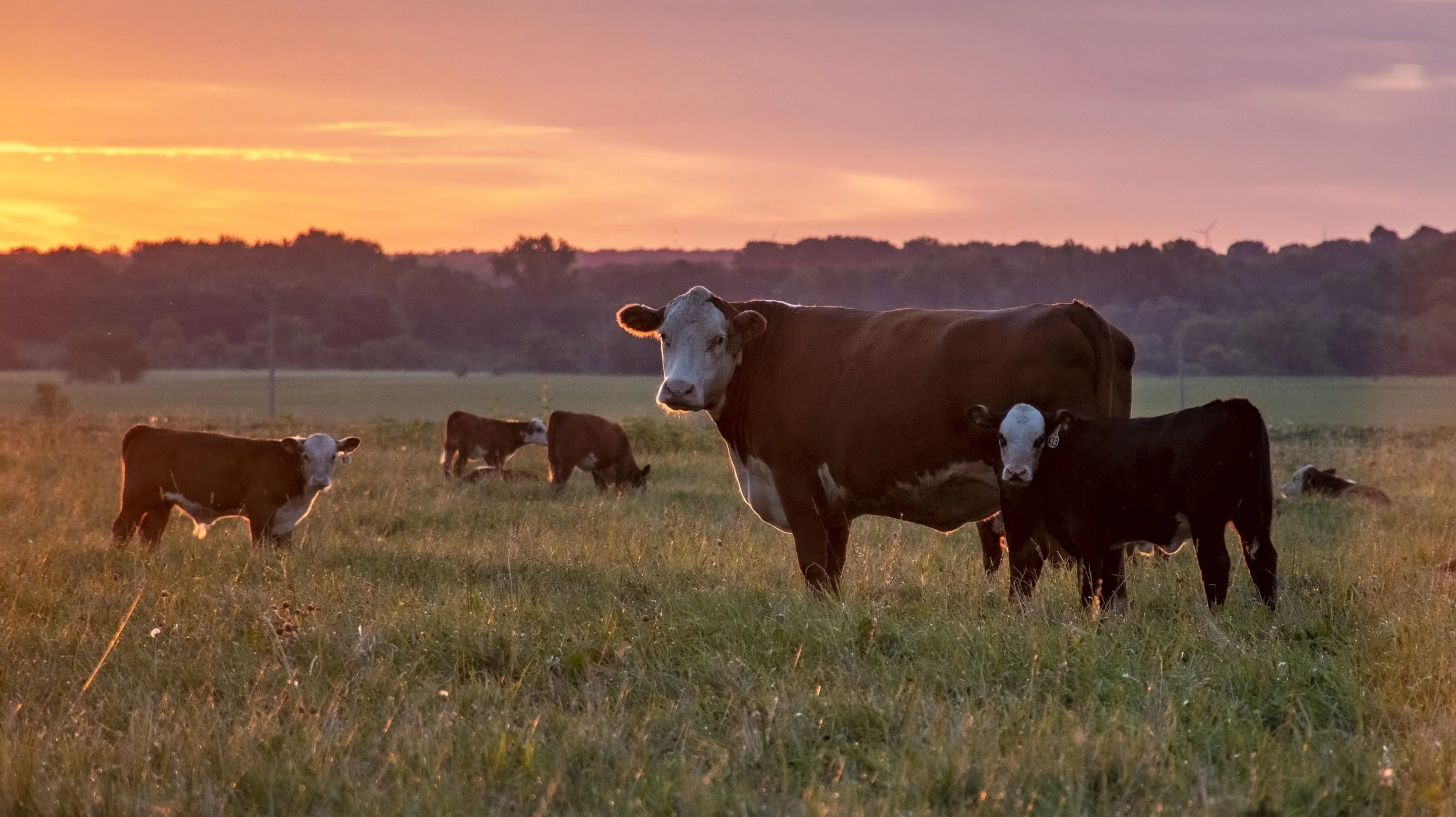 Polled Hereford cow with black baldy calf at side in pasture with colorful sunset.