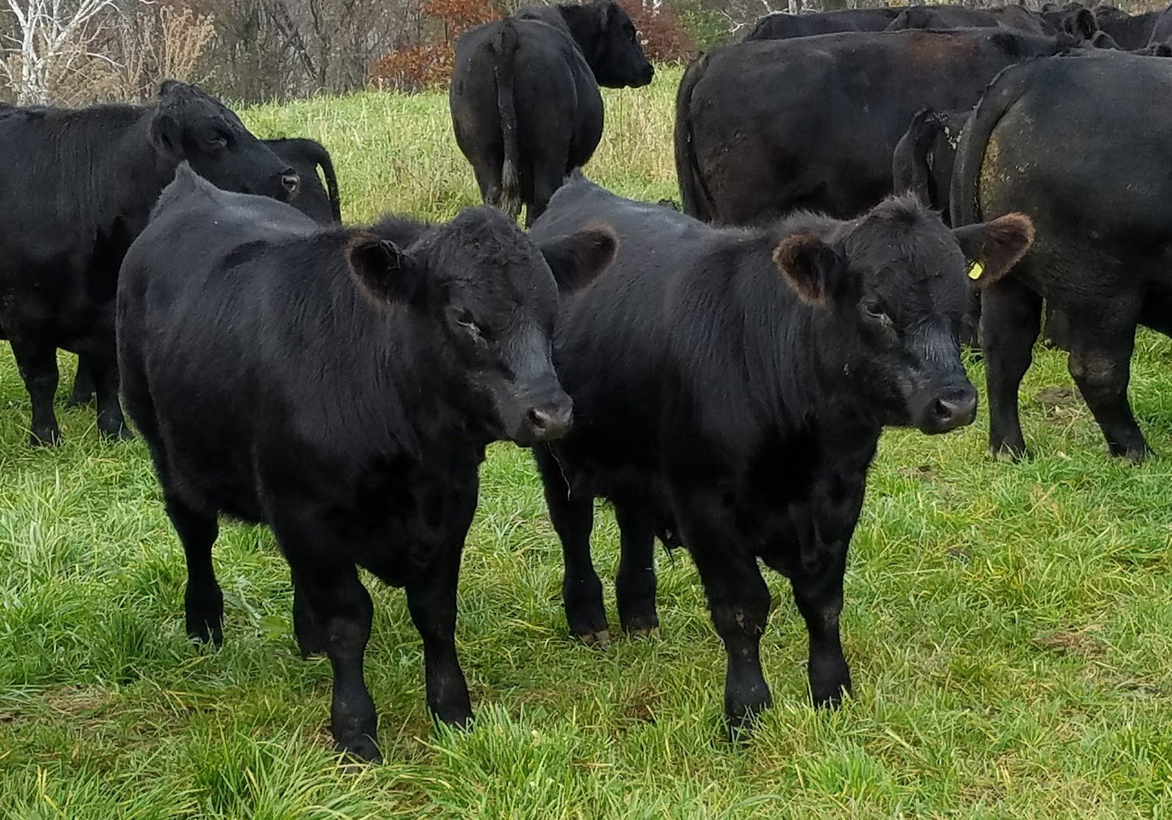 A pair of Angus calves standing in a green pasture with Angus cows.