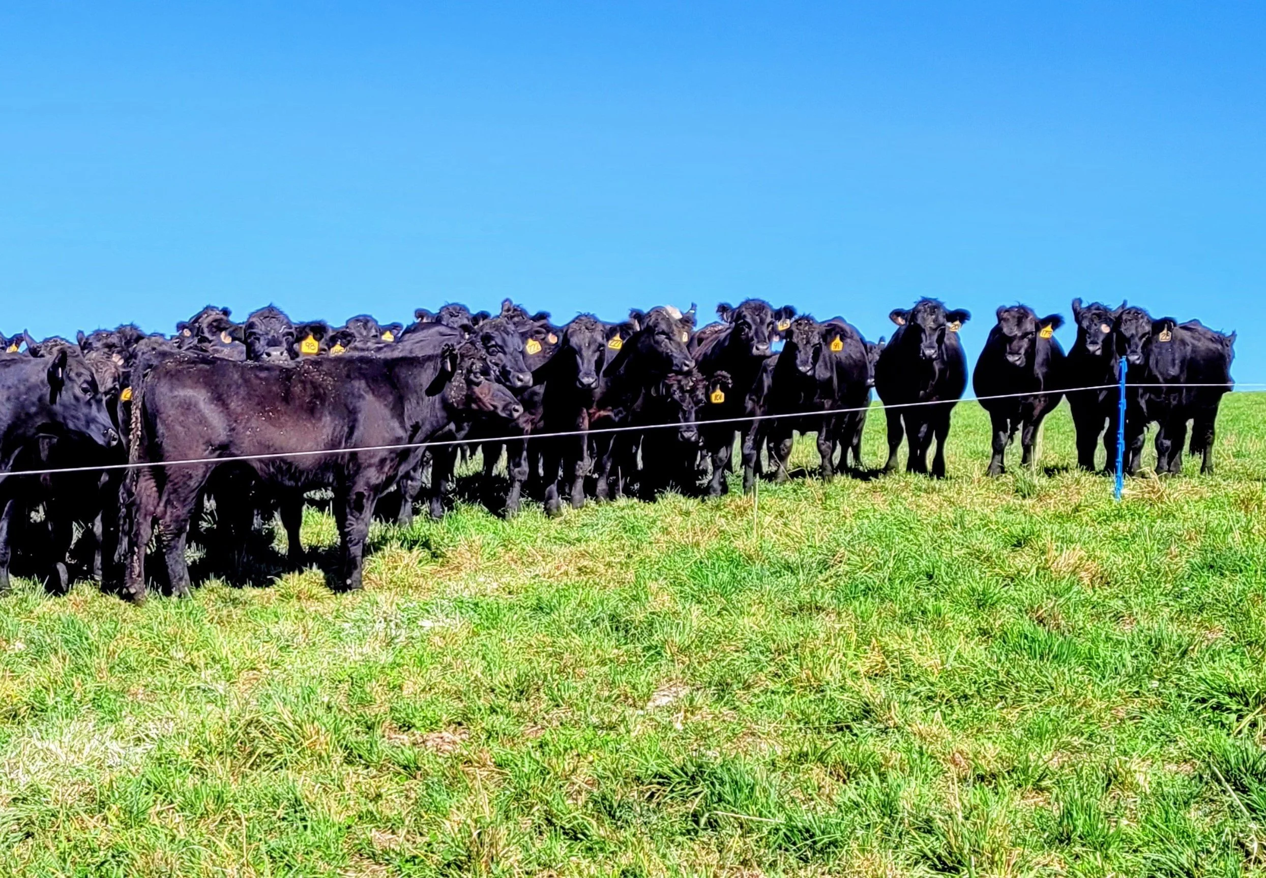 A herd of black stocker steers standing on green grass pasture under a blue sky.