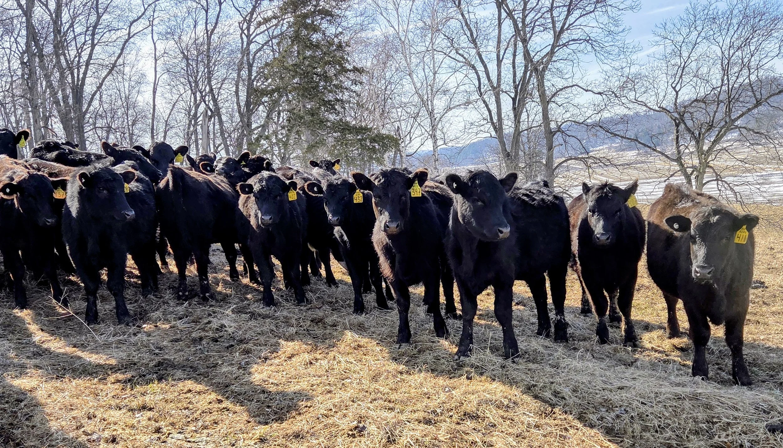 A herd of yearling black heifers standing outdoors on a frosty field.