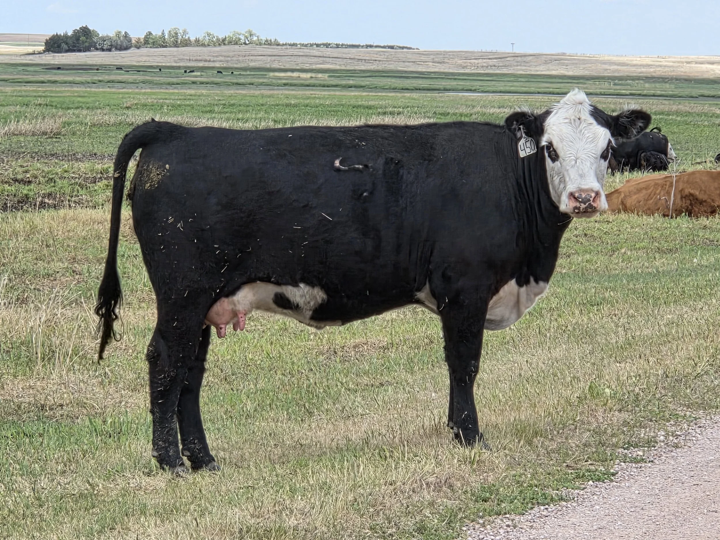 Young Hereford x Angus cow with a beautiful pose in a grass pasture.