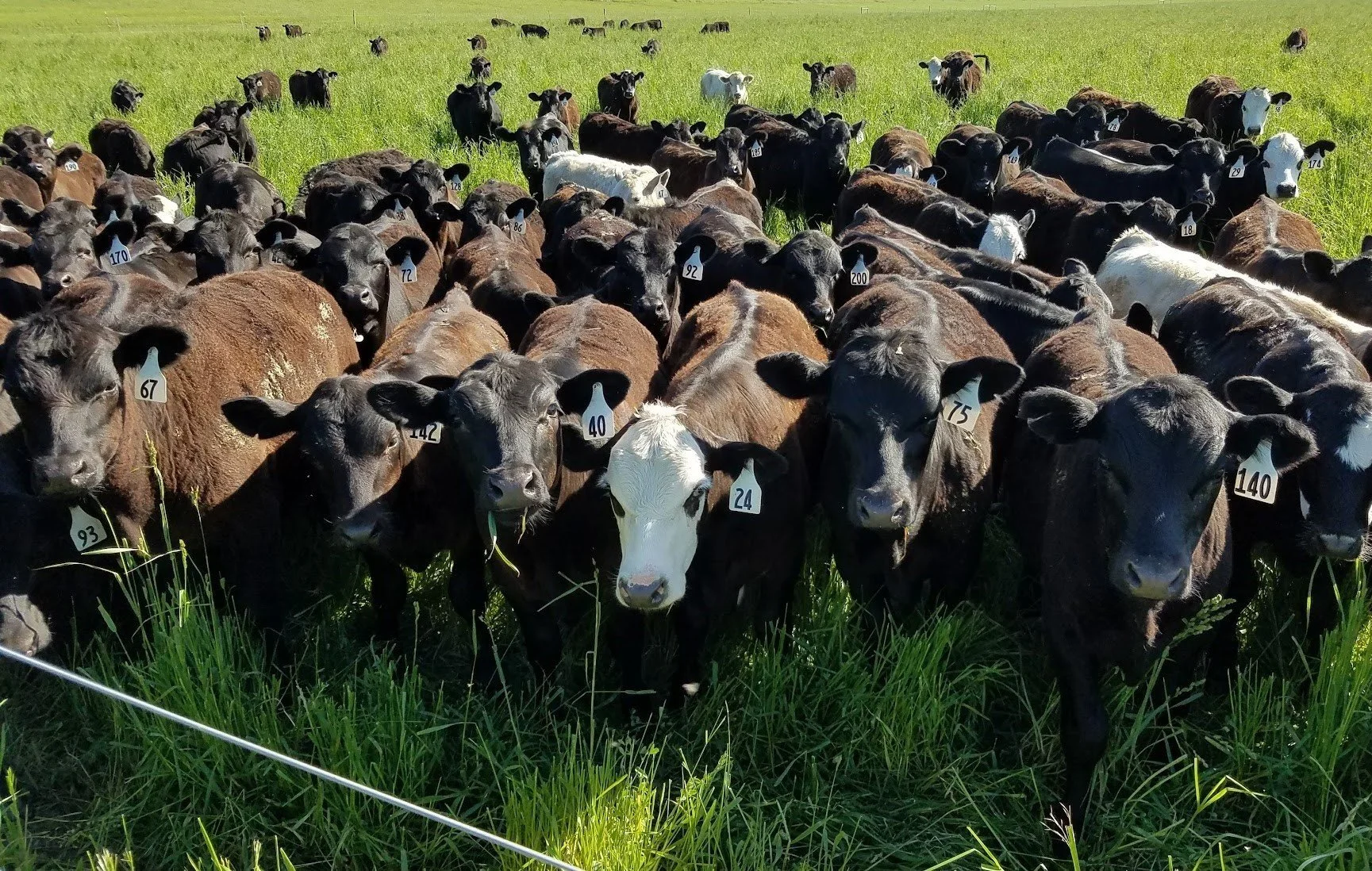 A large herd of crossbred stocker steers standing in a pasture with tall grass, facing the camera.