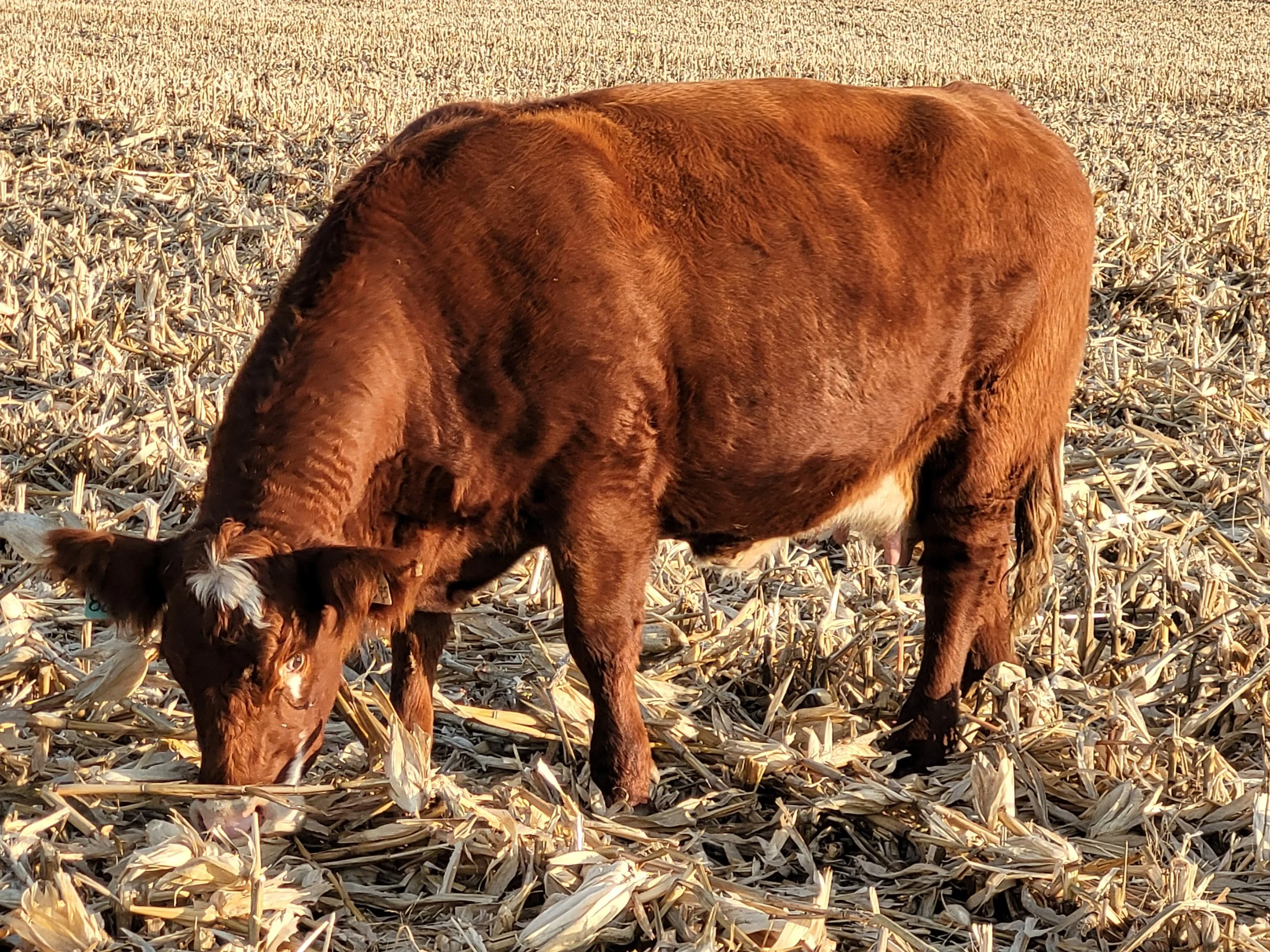 A crossbred red cow grazing in a field of corn stalks.