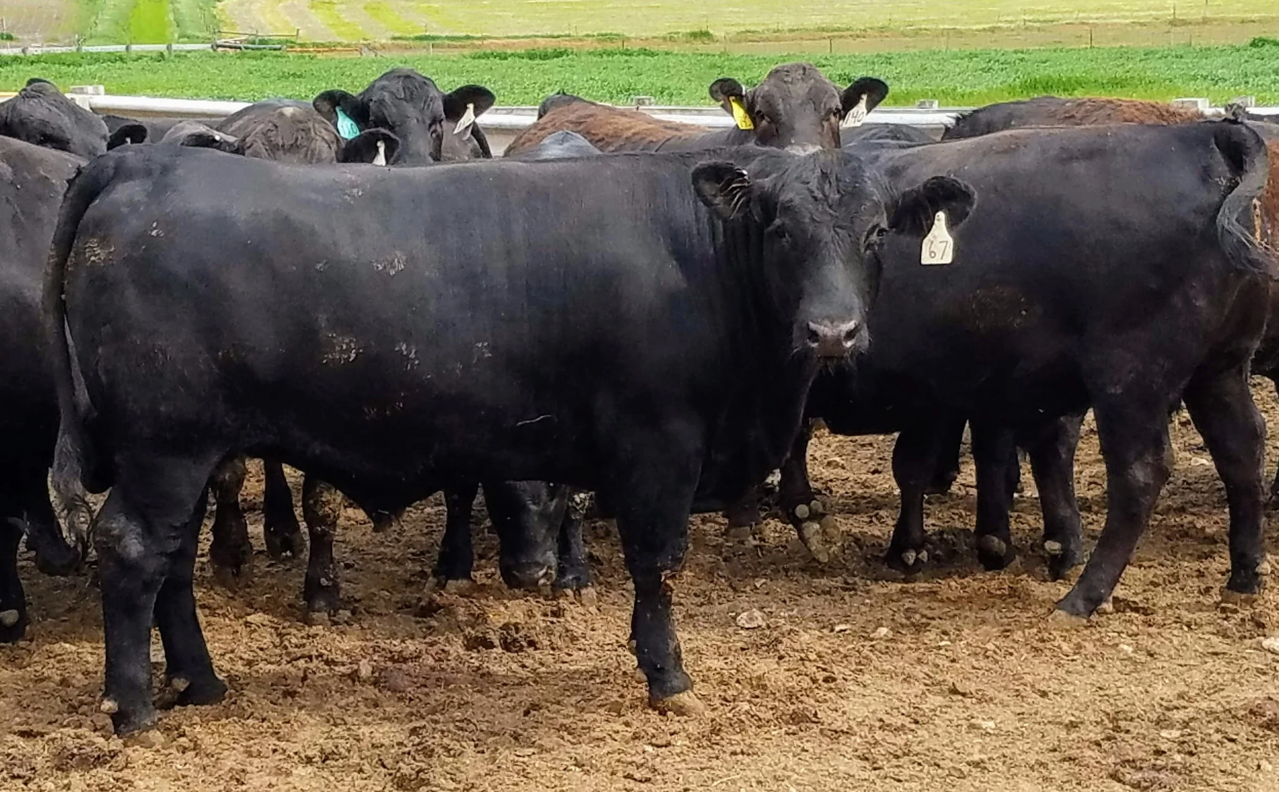 A finished black steer is featured in a group of finished cattle.