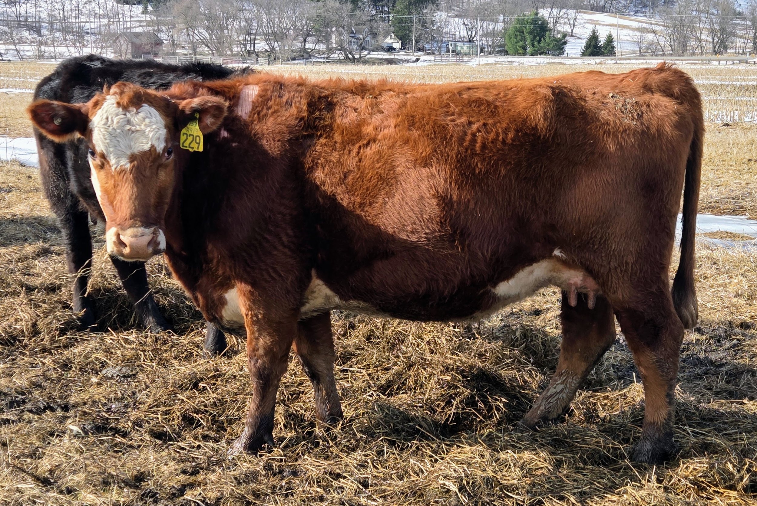 A crossbred, red, lactating first-calf heifer, standing outdoors in an early spring setting.