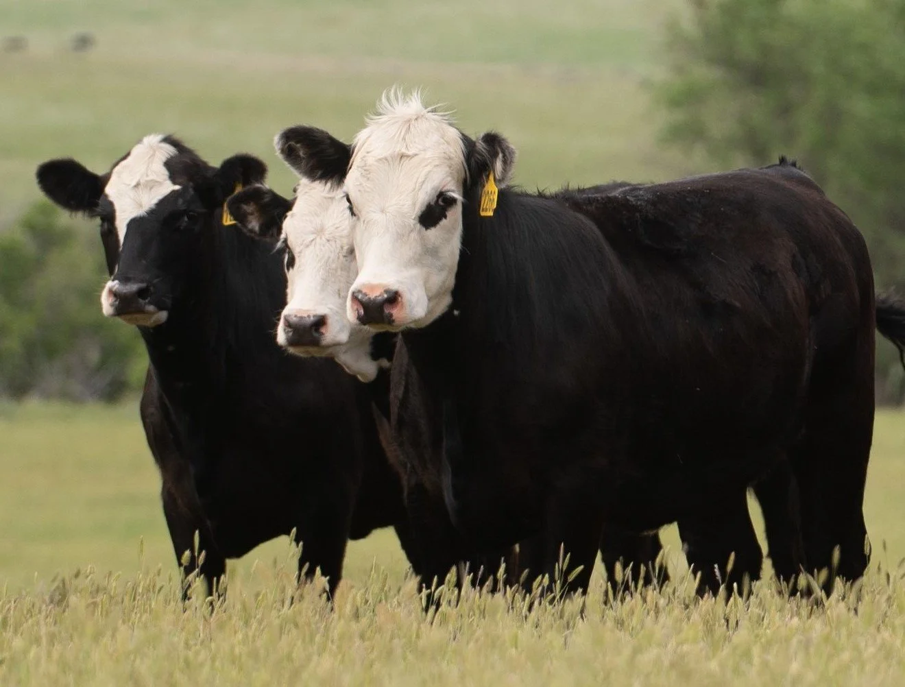 Three Hereford x Angus crossbred heifers standing in a grassy field.