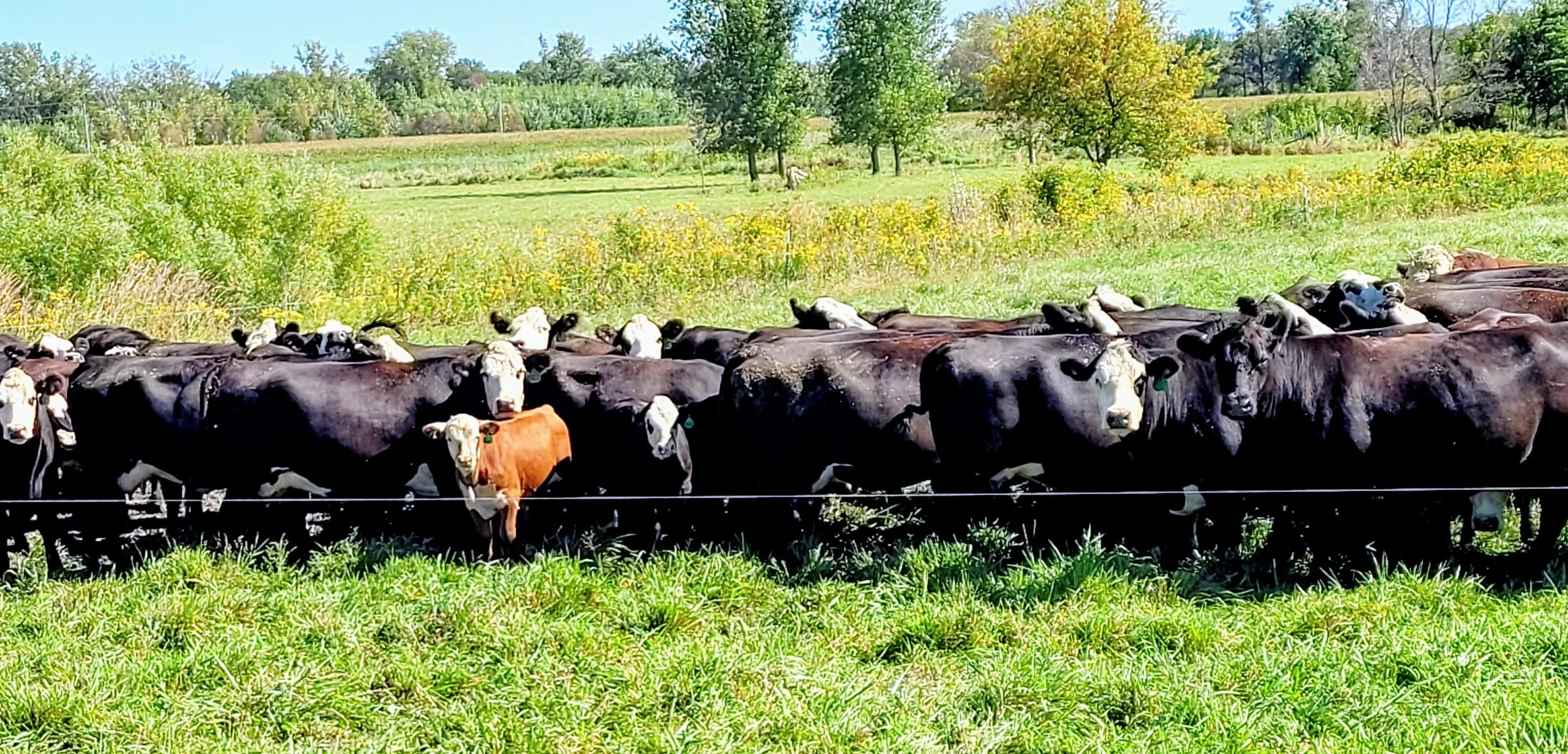 Herd of Hereford x Angus crossbred cows with calves standing in a marsh pasture surrounded by lush pasture.