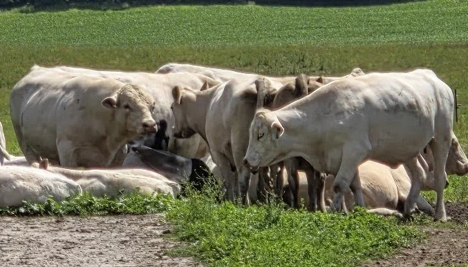 Herd of Charolais cows with resting calves, standing in a green grass pasture.