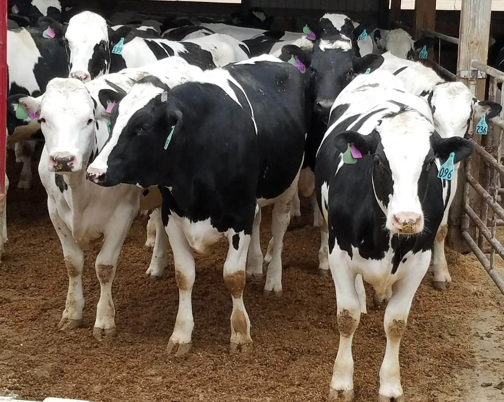 Group of finished Holstein steers standing in a feedlot pen.
