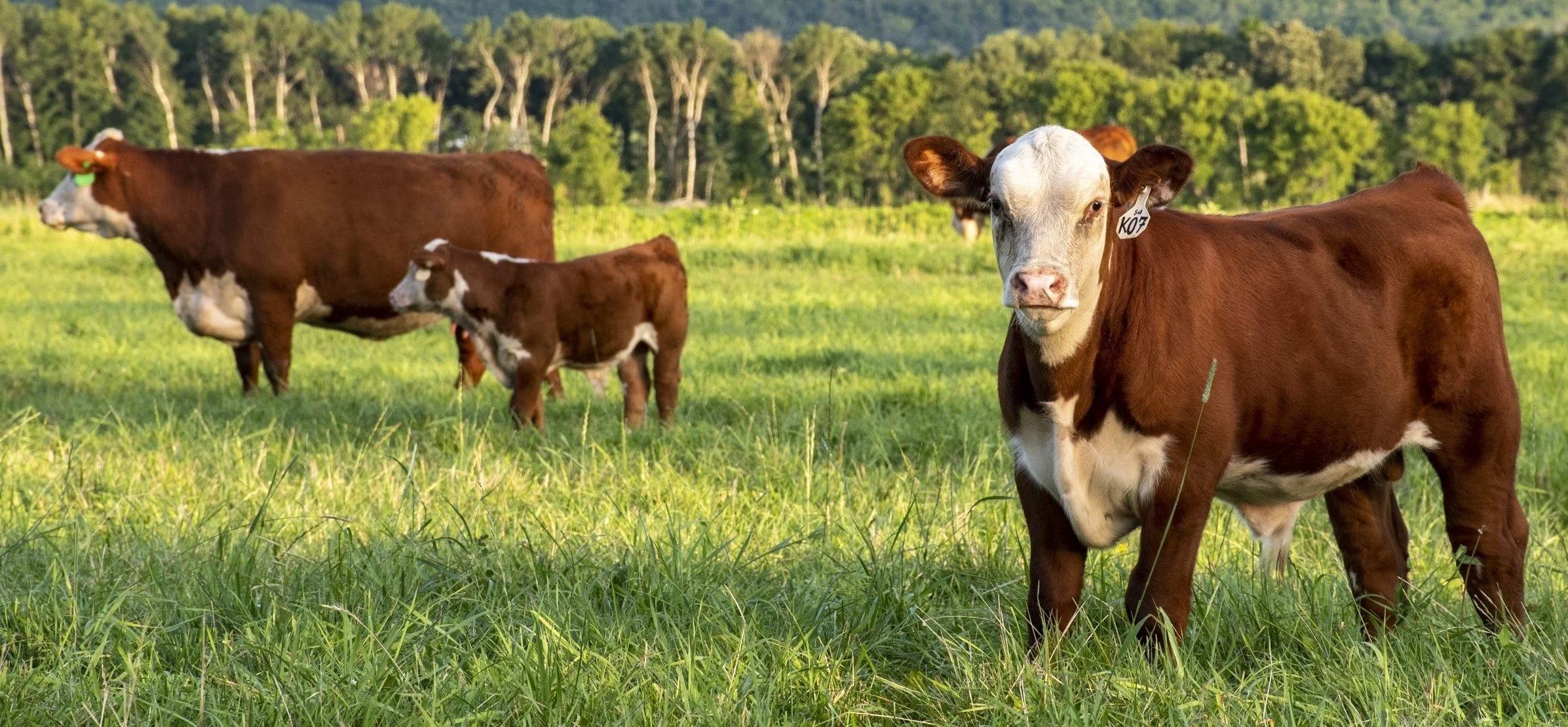 An attractive Polled Hereford bull calf with a Polled Hereford cow-calf pair in the background. They are standing in a brilliant green grass pasture with trees in the background.