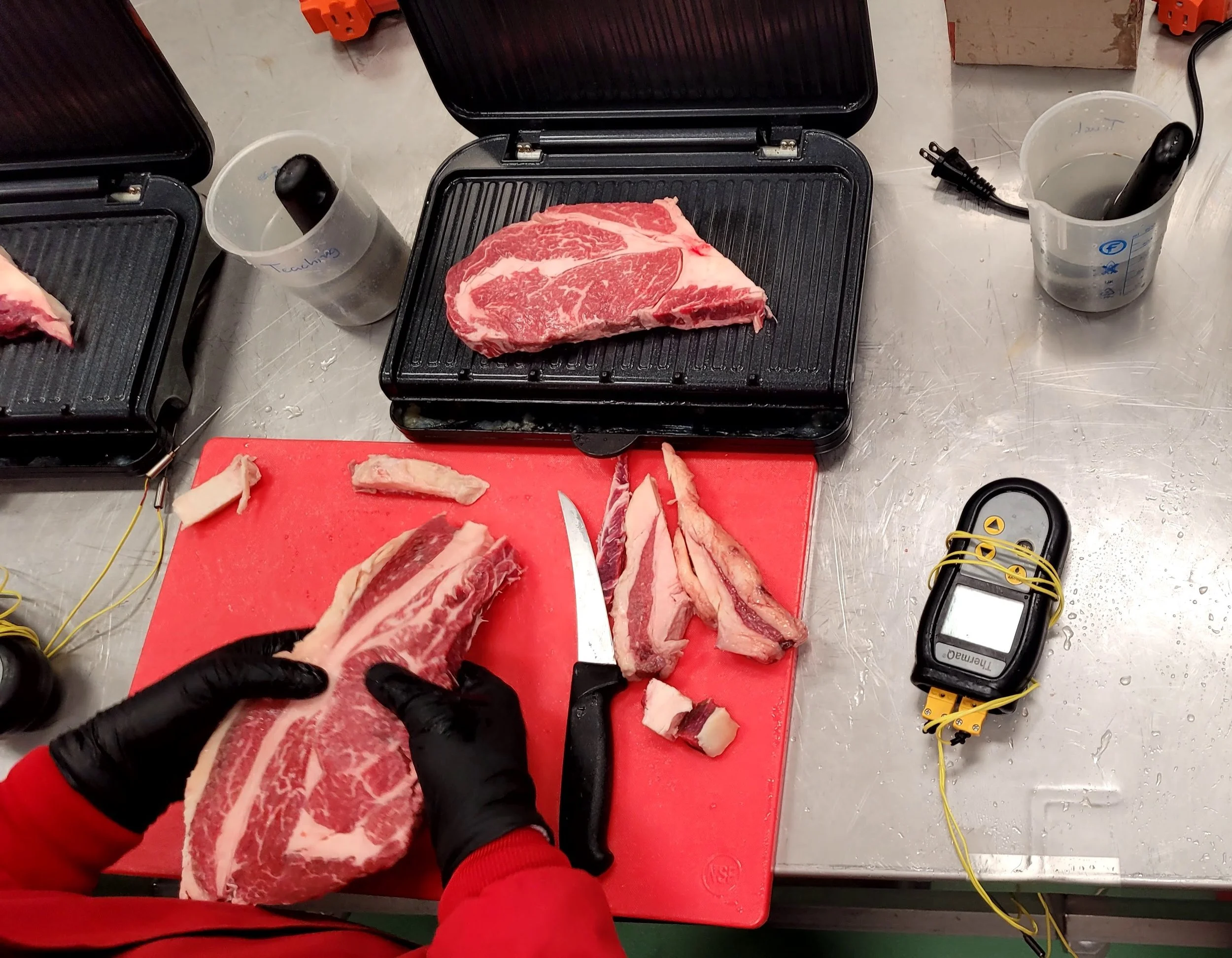 Person in red frock and black gloves with a raw, marbled beef steak placed on a grill in preparation for insertion of thermocouples. Steak will be grilled, sliced and tested for beef tenderness.