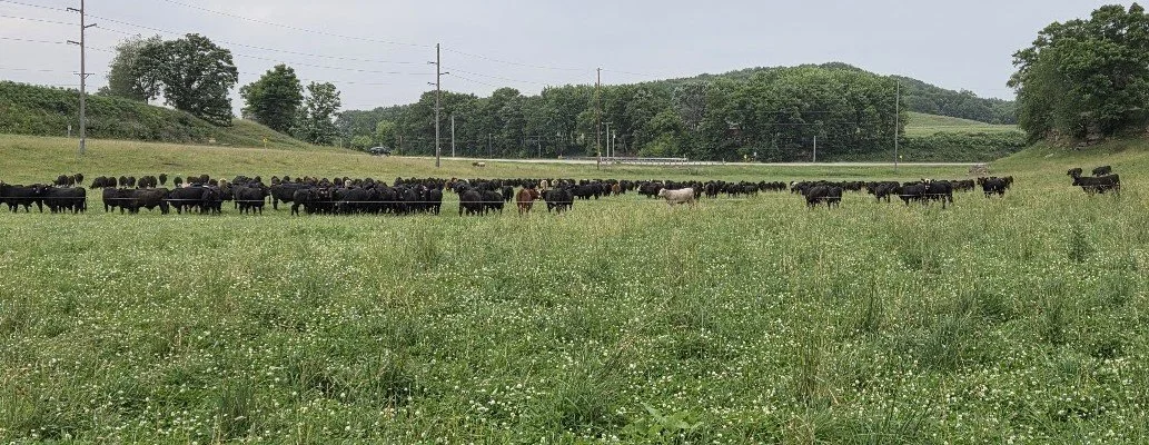 A large herd of crossbred black stocker steers grazing in a pasture with abundant grass and clover.