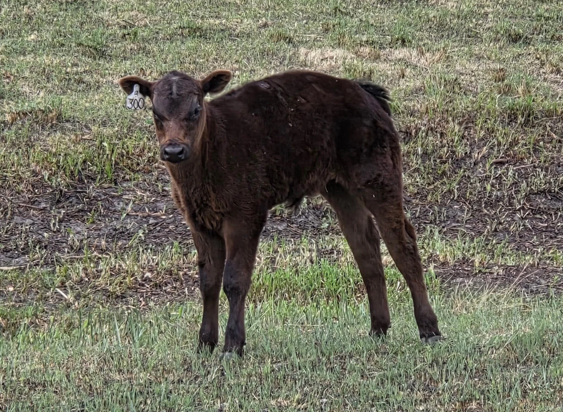 A black calf stretching himself as he stands up in a grass pasture. His stretching motion is a sign of good health, after having been lying down.