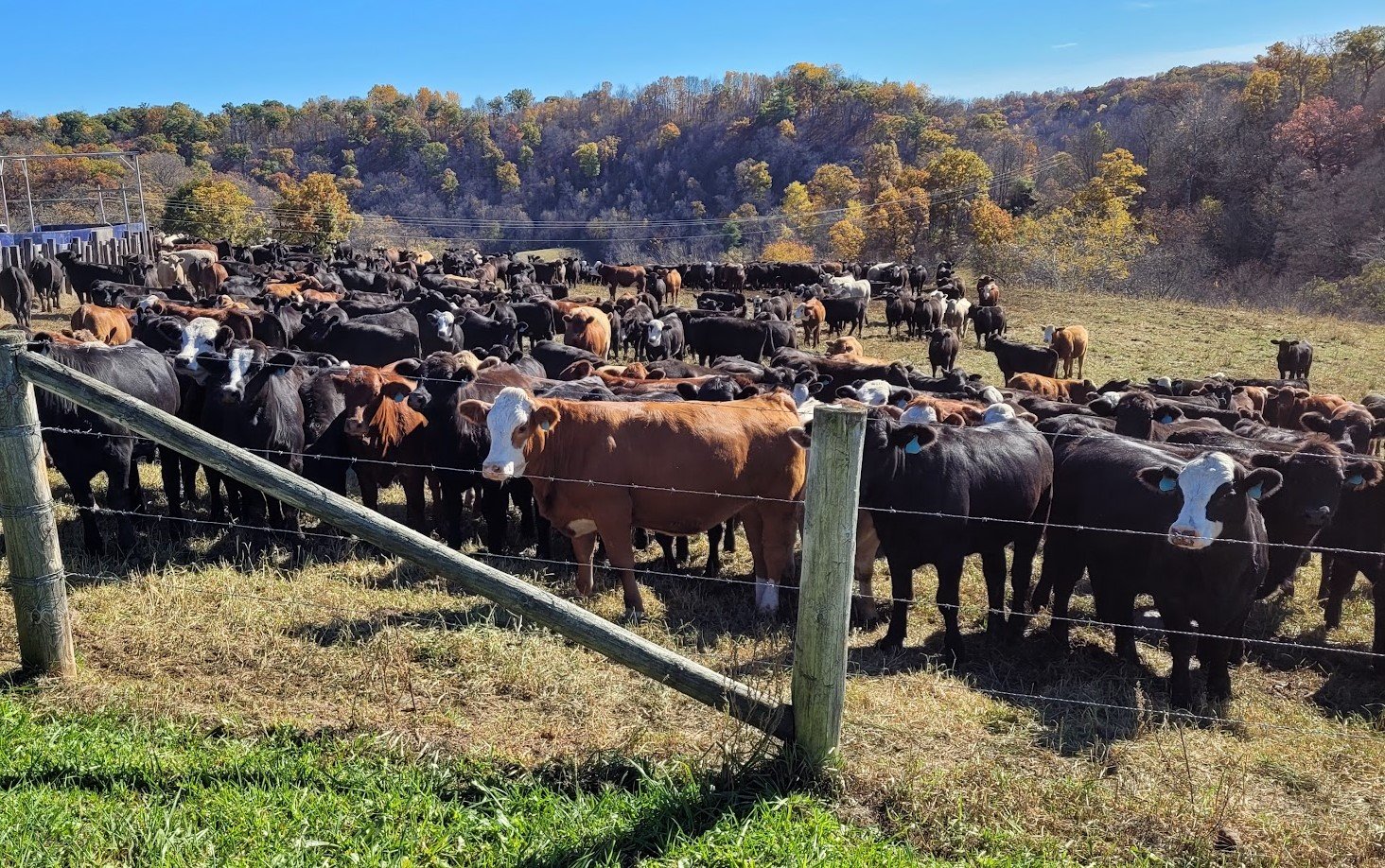 A large herd of stocker yearlings gathered together in a fenced pasture with colorful fall trees on hills in the background under a blue sky.