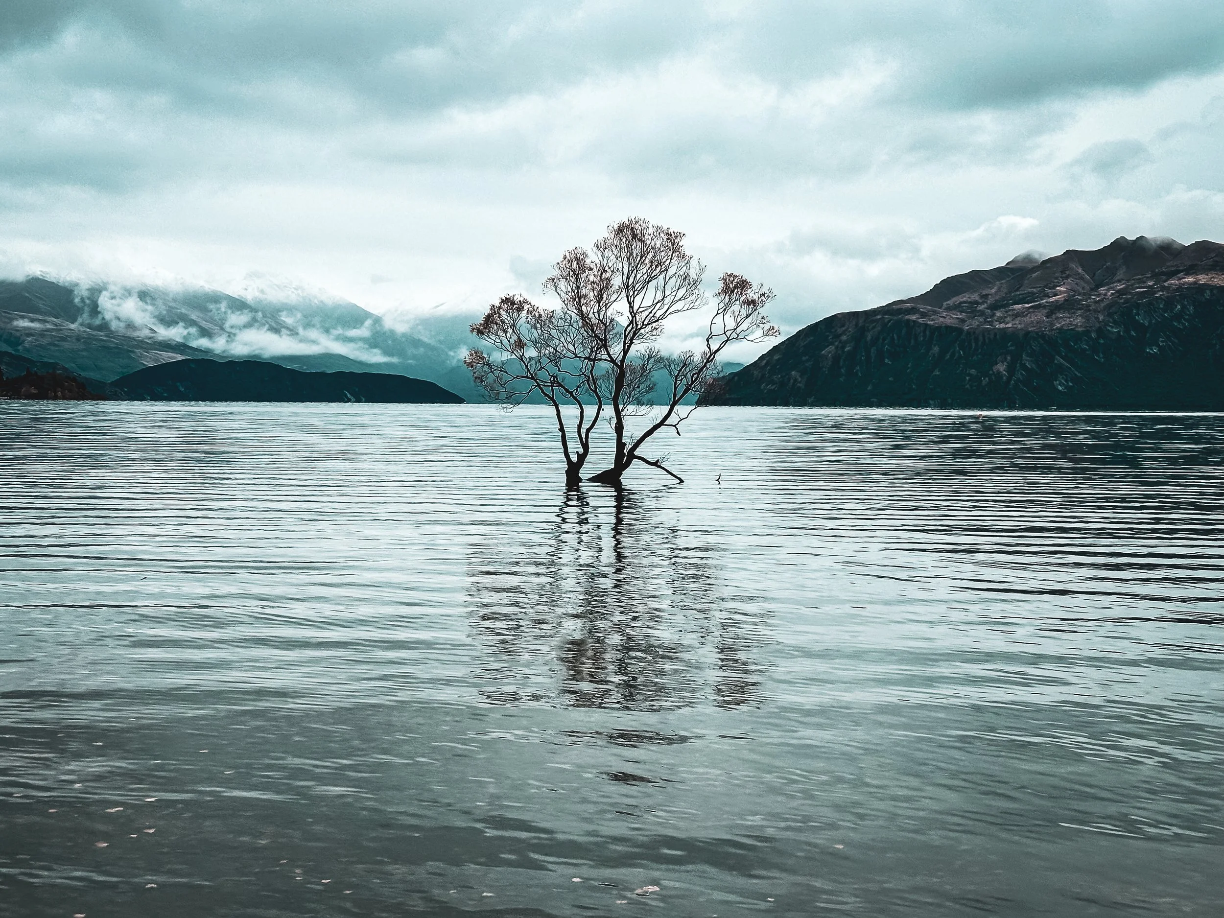 A lone tree grows in a body of water with mountains in the background and cloudy sky overhead.