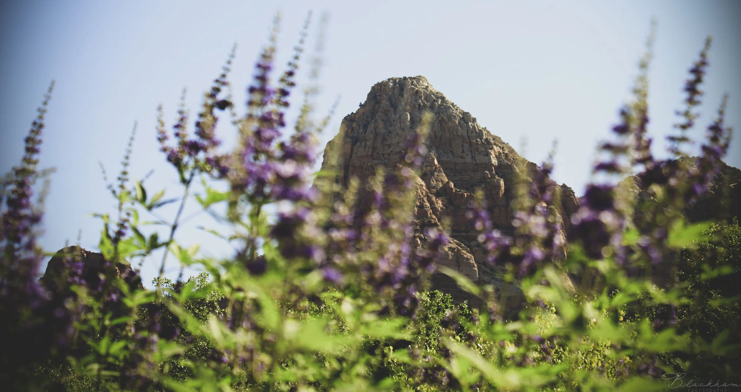 A rocky mountain peak in the distance with purple wildflowers and green foliage in the foreground.