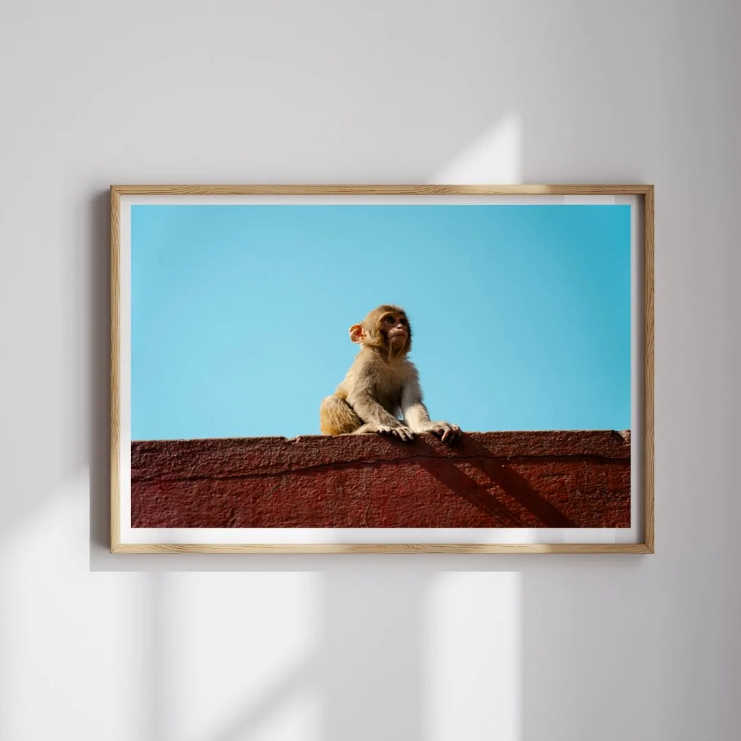 Monkey Business