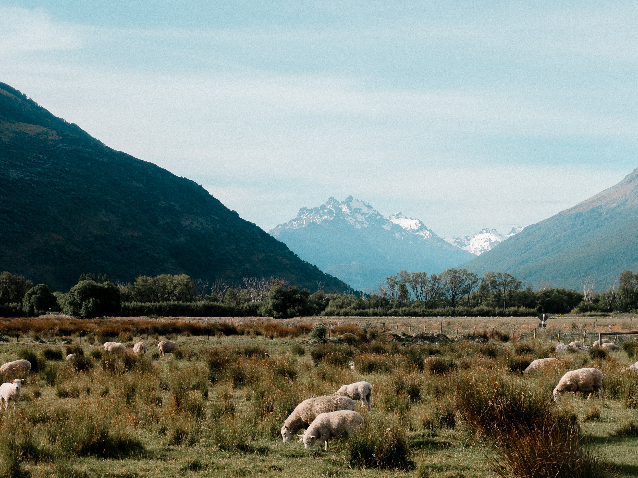 Sheep grazing in a grassy field with mountains in the background and a clear sky.