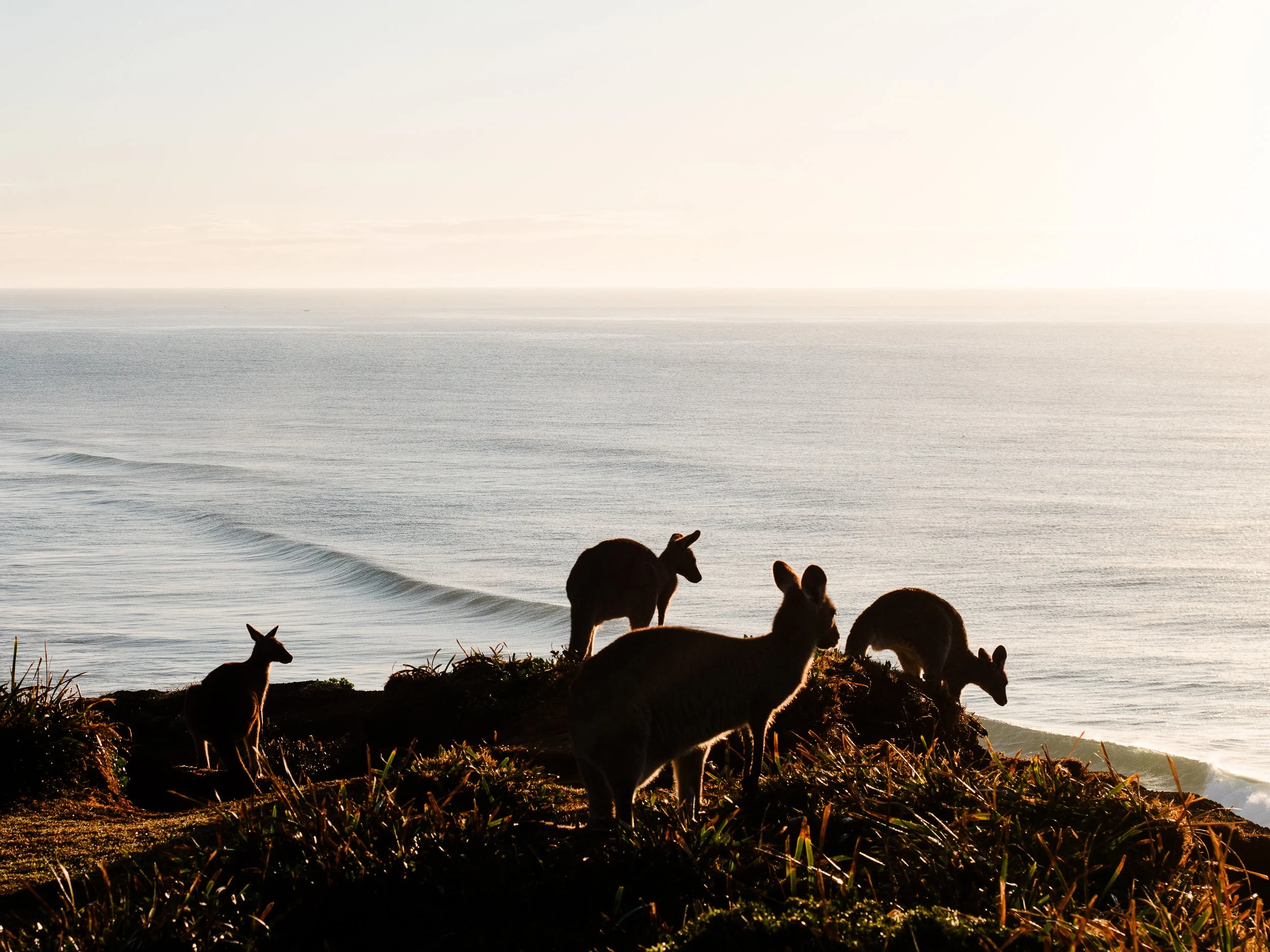 Silhouettes of dogs sitting on a grassy hill by the ocean at sunset.