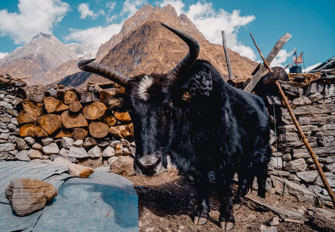 yakkity yak (1 of 1).jpg