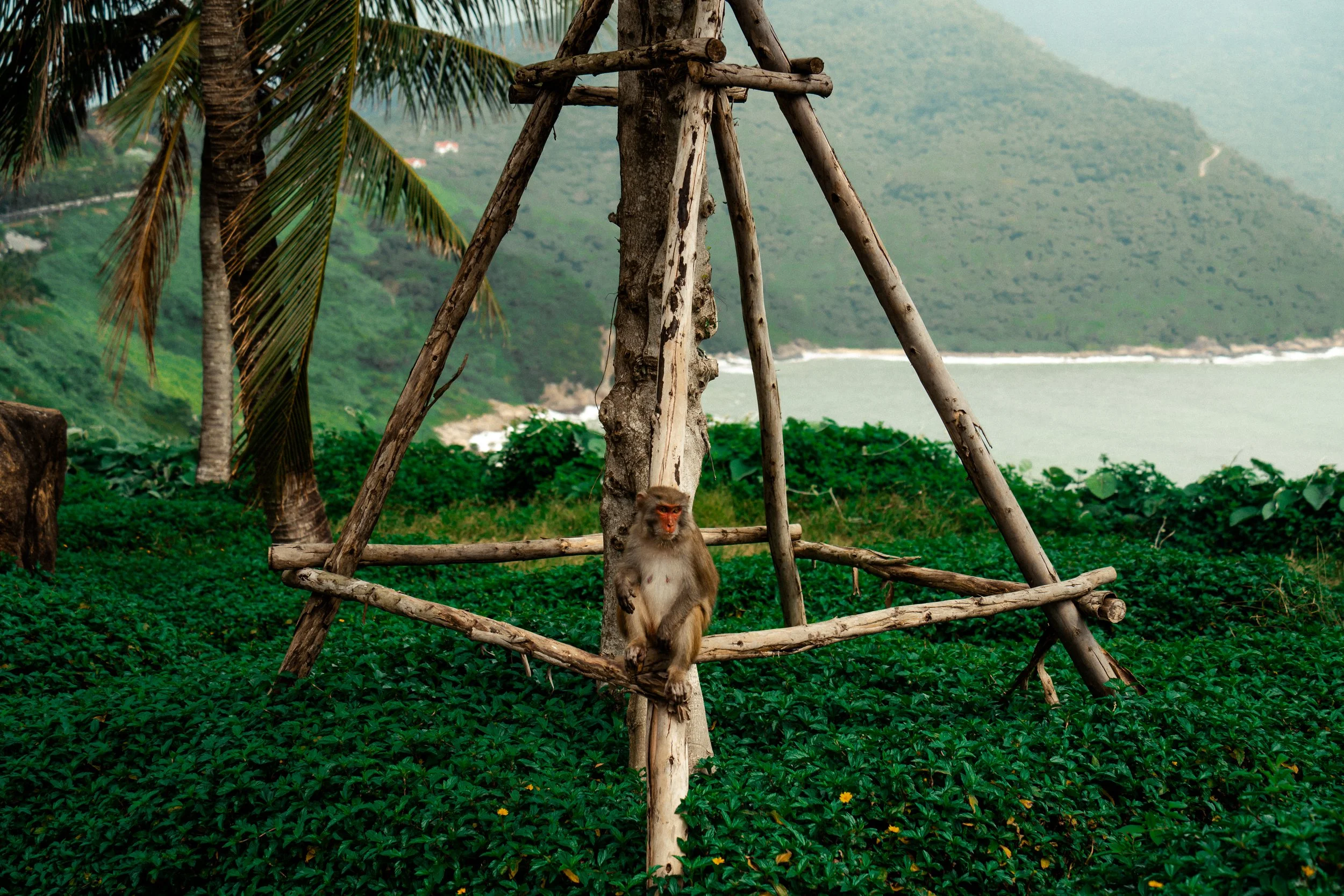 A monkey sitting on a wooden swing structure made of branches in a green landscape with trees, shrubs, and a view of the ocean in the background.