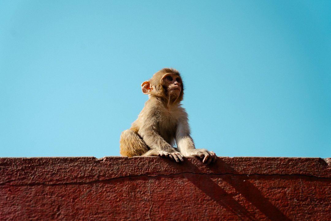 yakkity yak (1 of 1)-4.jpg
