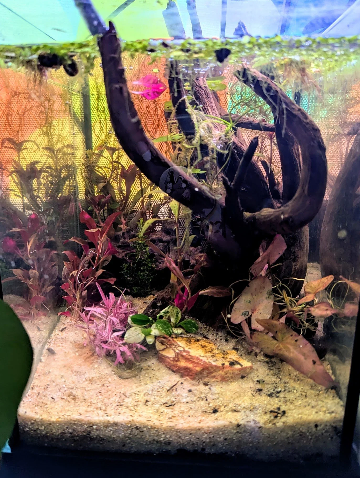 Aquarium Maintenance - Local
