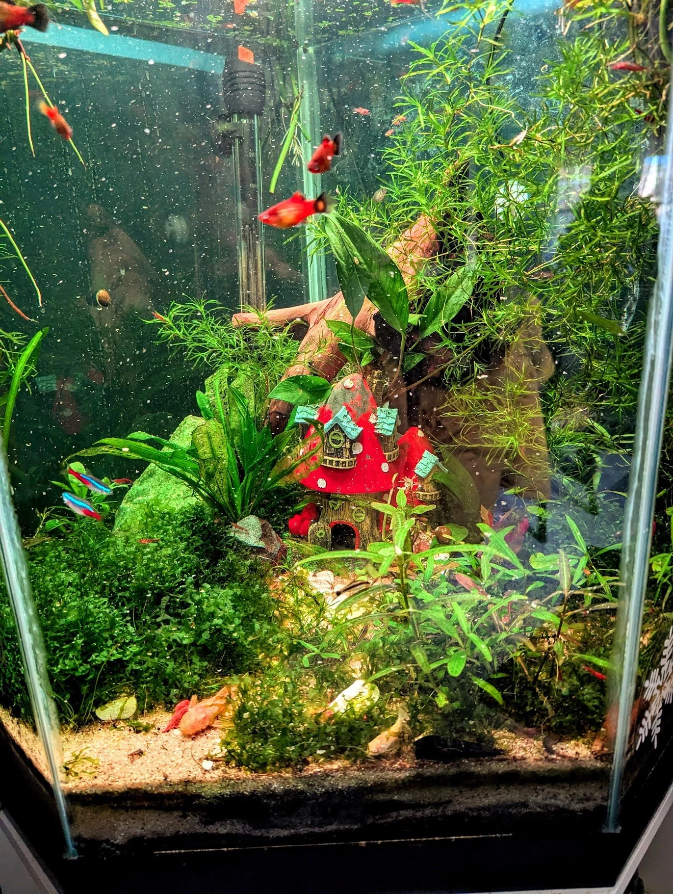 Corner Tank first 1.jpg
