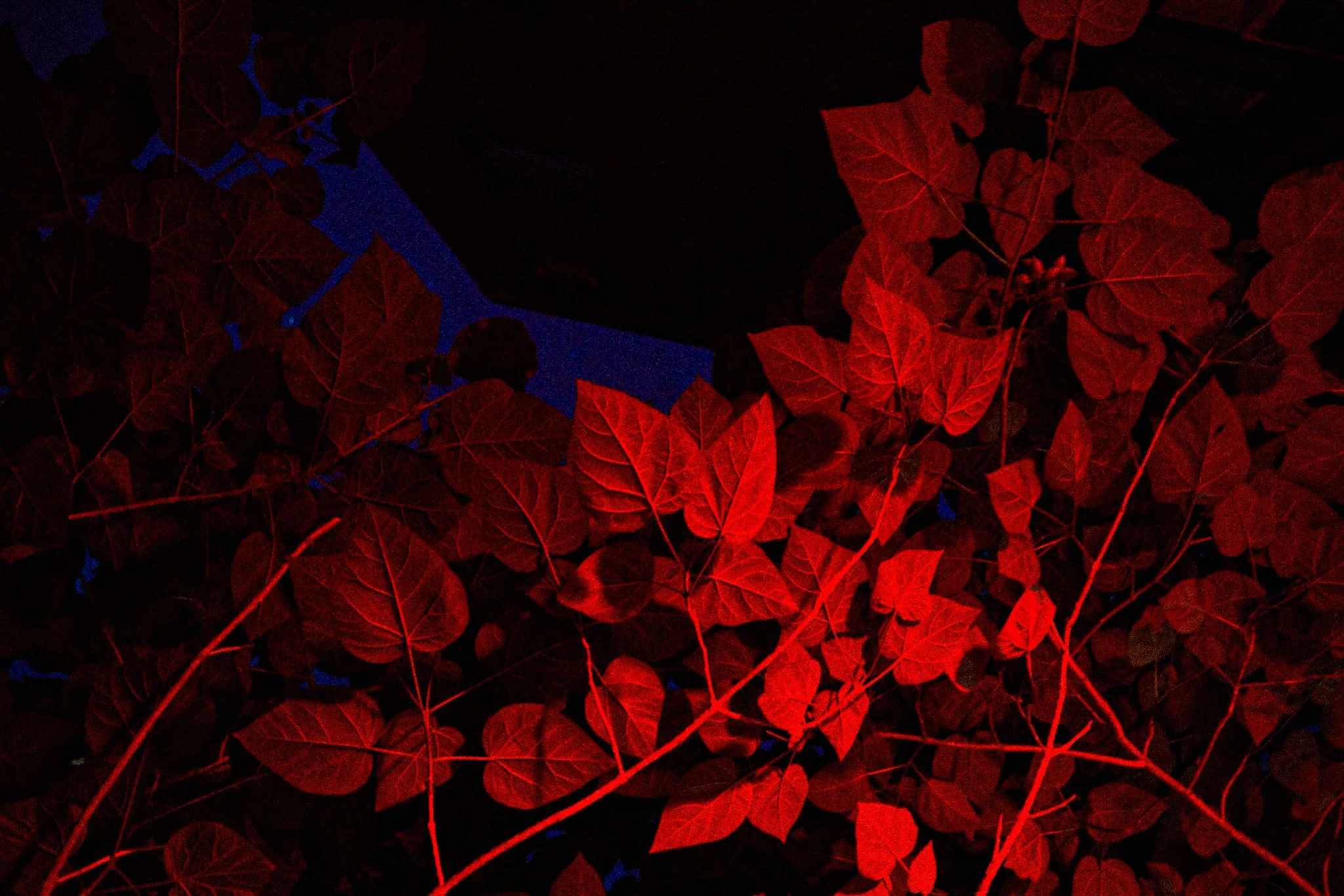 DSC_0398.JPG