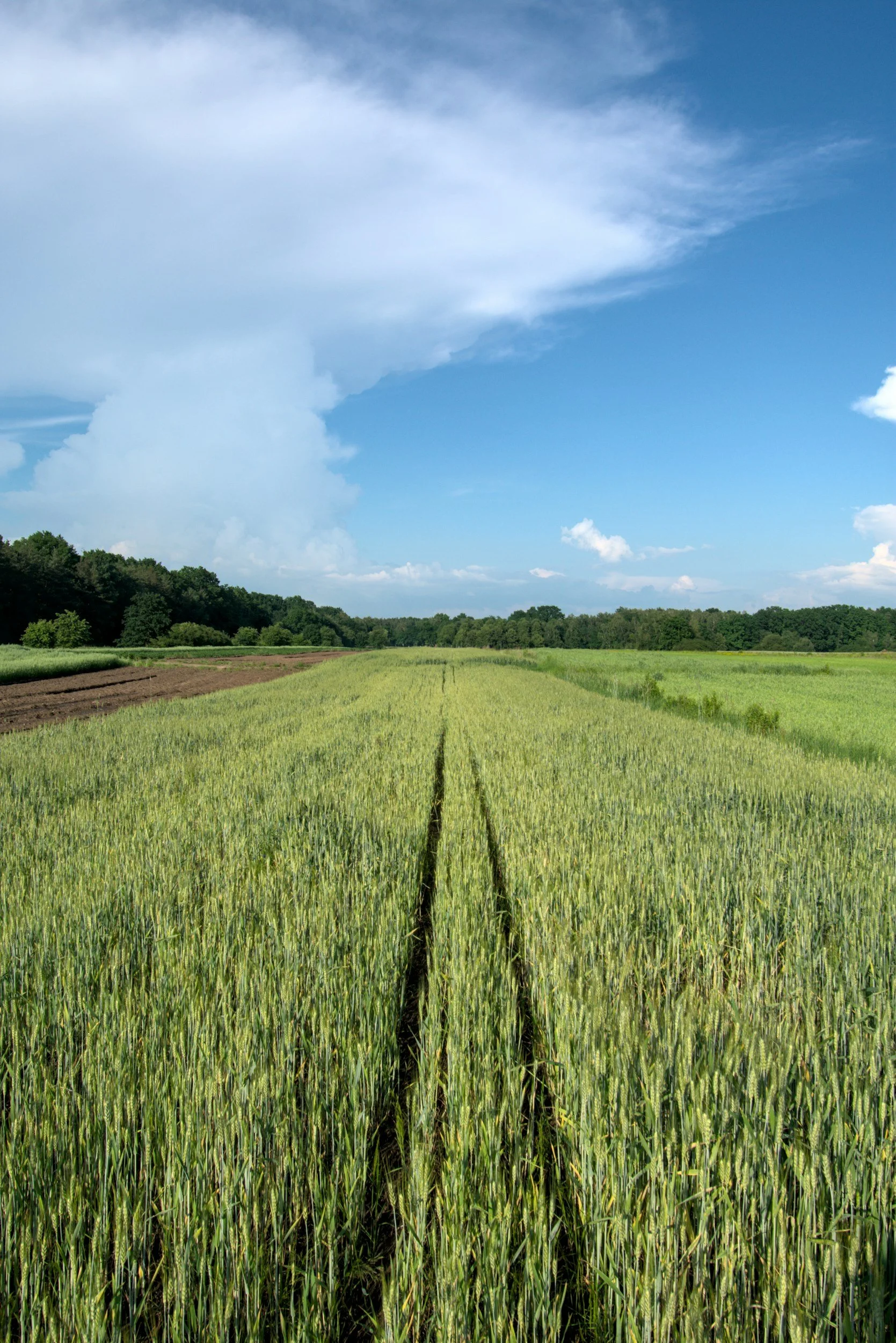A rural landscape with green field crops, a tree line, and a partly cloudy blue sky.