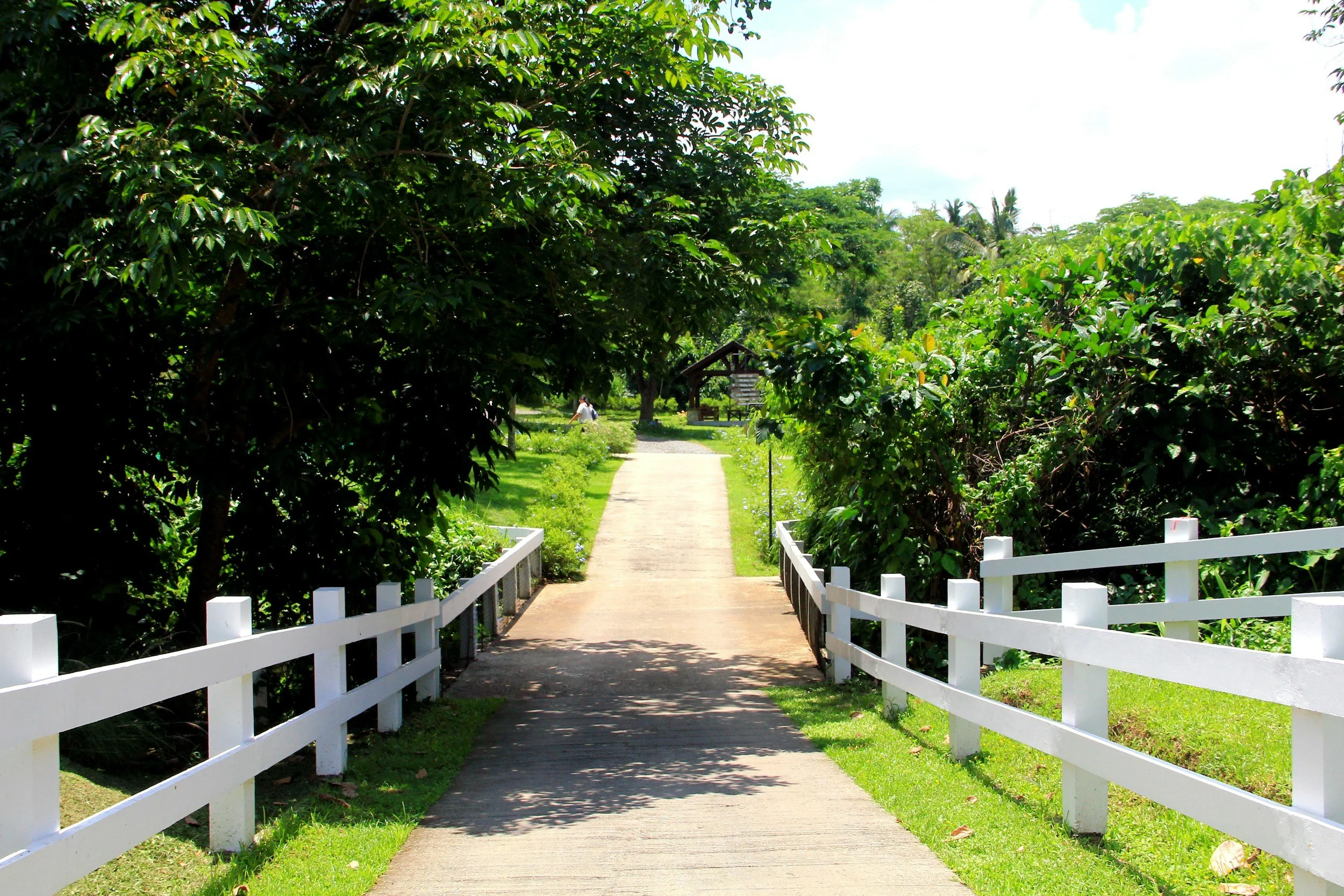 A concrete pathway in a lush green garden, flanked by white wooden fences on both sides, leading towards a wooden shed and a person in the distance under a tree. Tall trees and dense foliage surround the area, with a bright sky overhead.