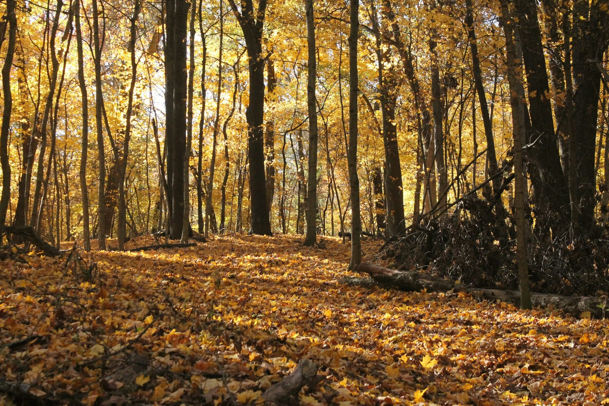 A forest scene during autumn with tall trees, yellow and orange leaves, and a ground covered with fallen leaves.