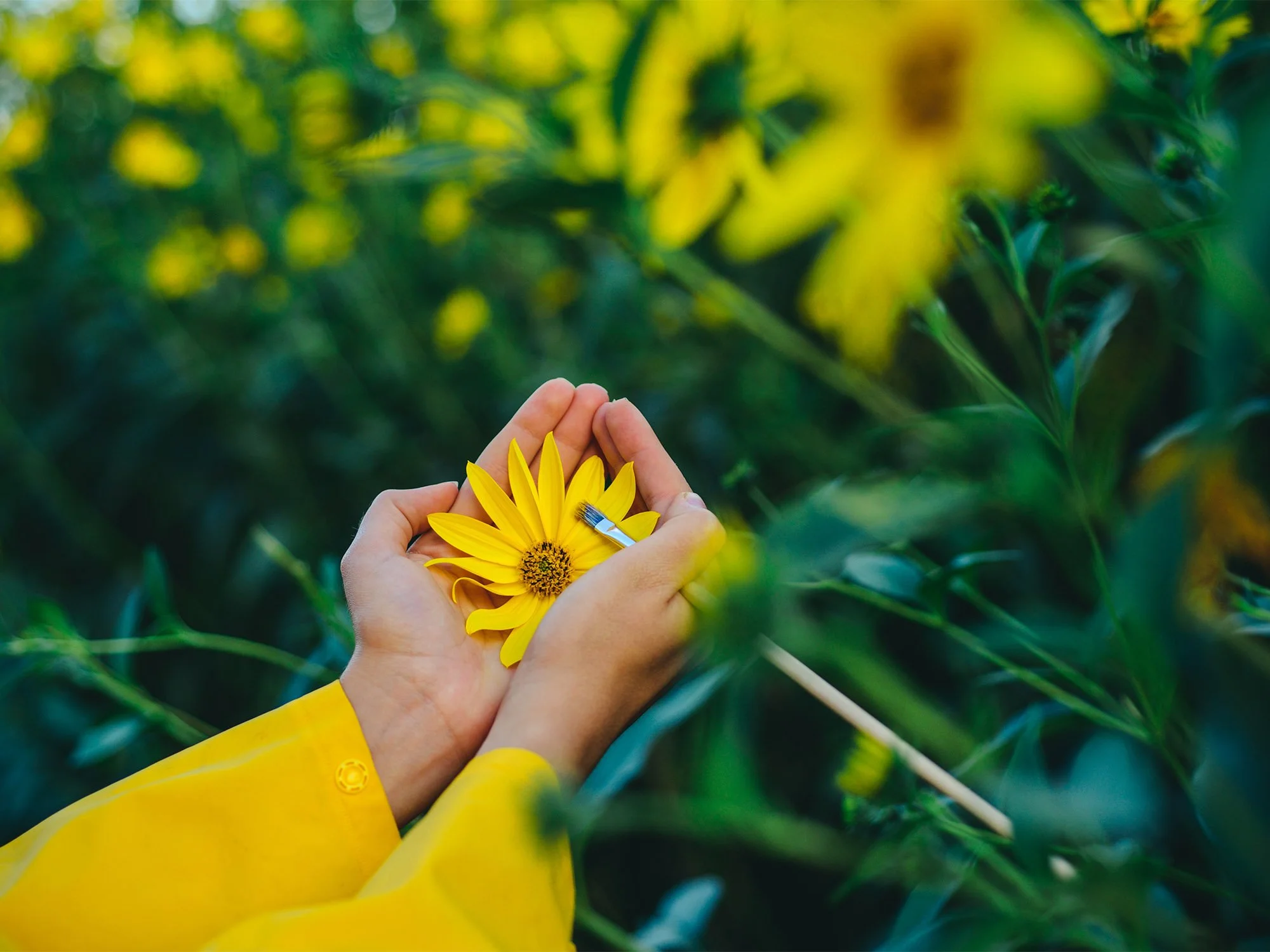 Person holding a yellow sunflower with a paintbrush on the petals in a green field.