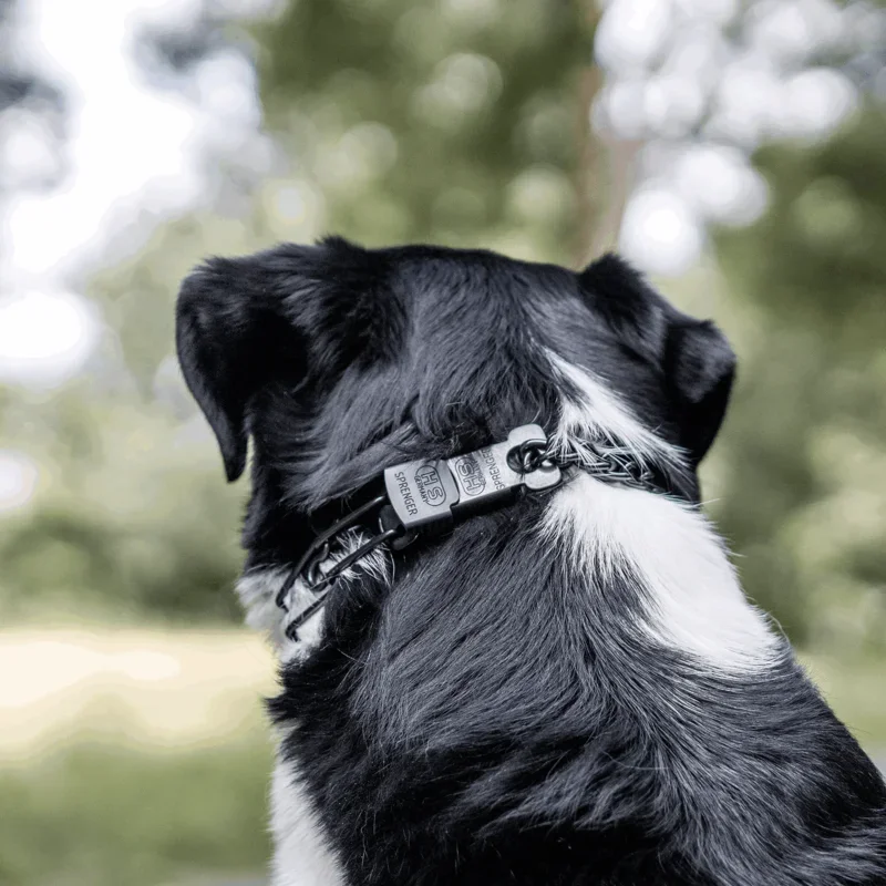 Cliclock Chain dog.webp