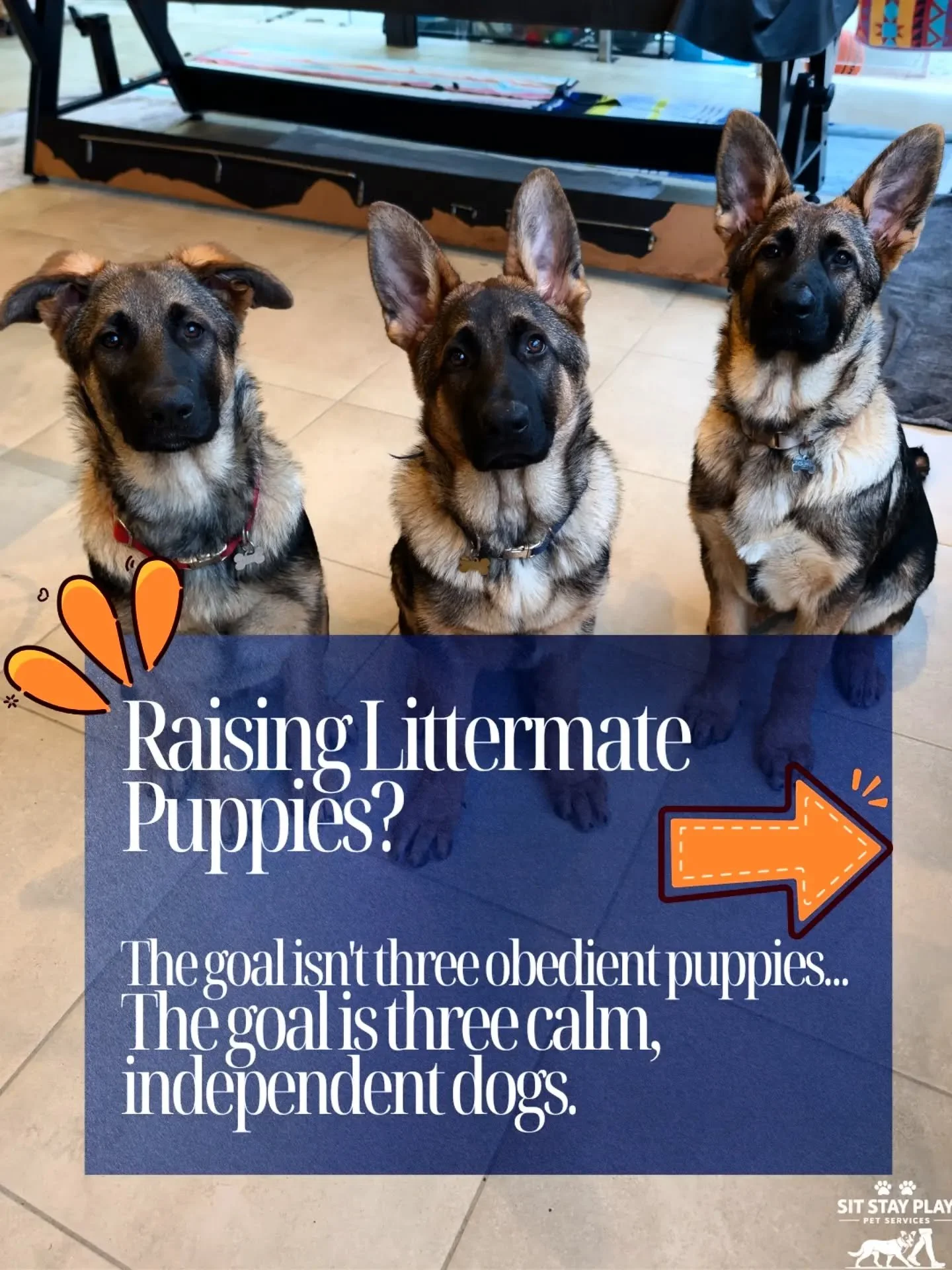 "Three German Shepherd puppies... everyone said it couldn't be done. 👀"

We recently started a training case with 3 GSD littermate puppies.

Most people hear three littermates and immediately think...

❌ "They're going to get litterma