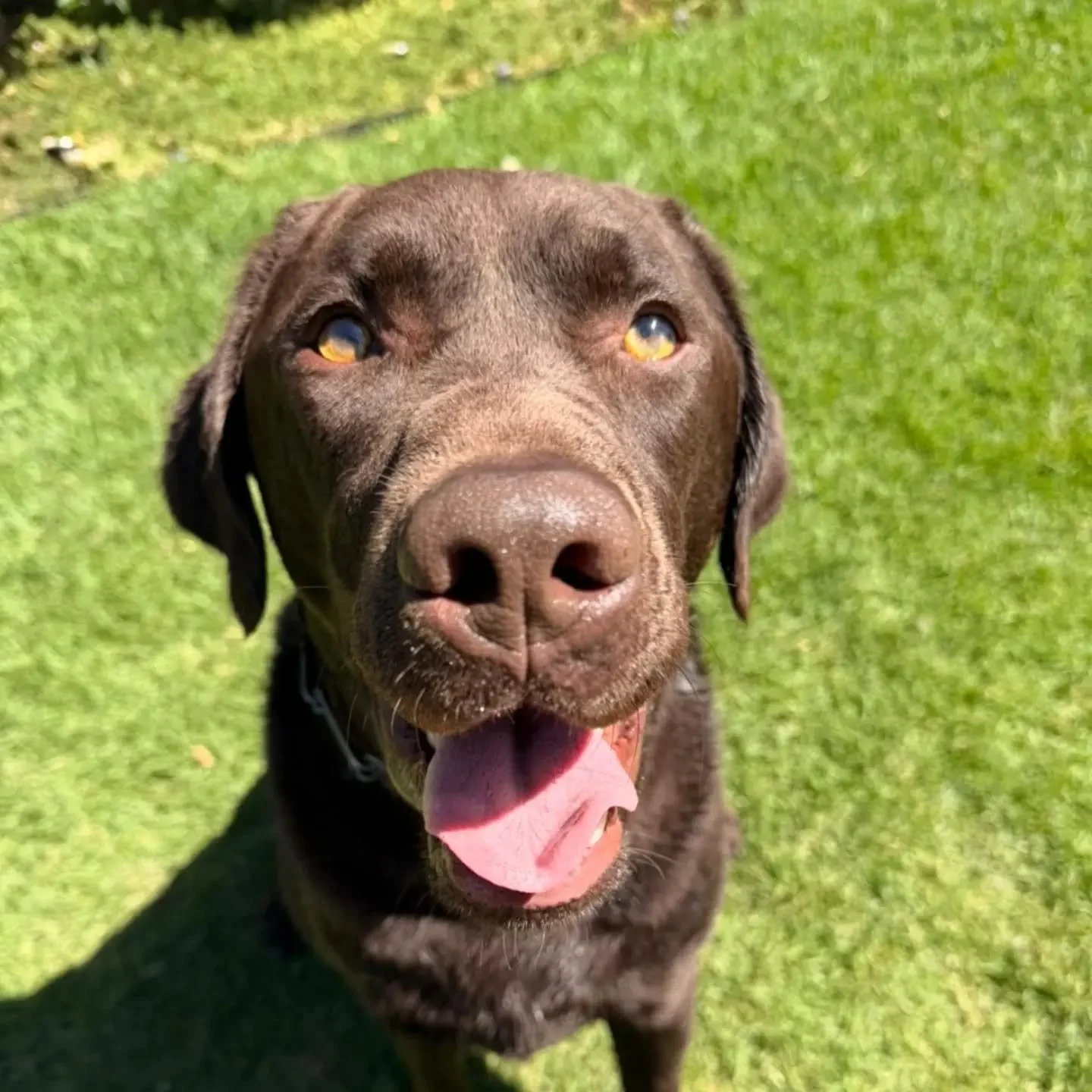 Happy 3rd birthday to our boy Nico. We've loved watching you grow and become the best boy you can be.

Love the Sit Stay Play girls 🩵🩵

#birthdaydog #labrador #chocolatelabradors #sitstayplaypetservices