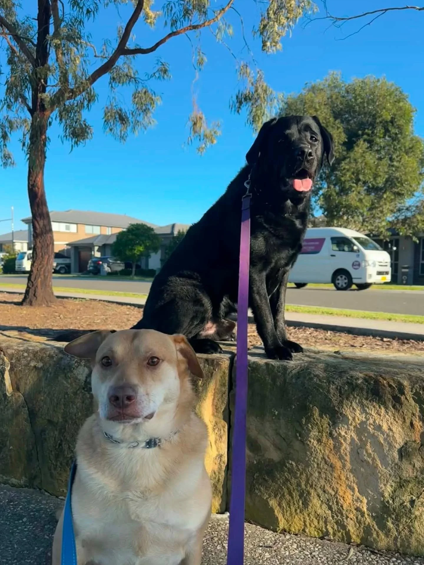 Today we wrapped up our walks with Jett and Buster. These 2 handsome boys have been with us from pretty much the very beginning. We have loved them being a part of the Sit Stay Play family. 

Thank you to their mum and dad for sticking with us for so