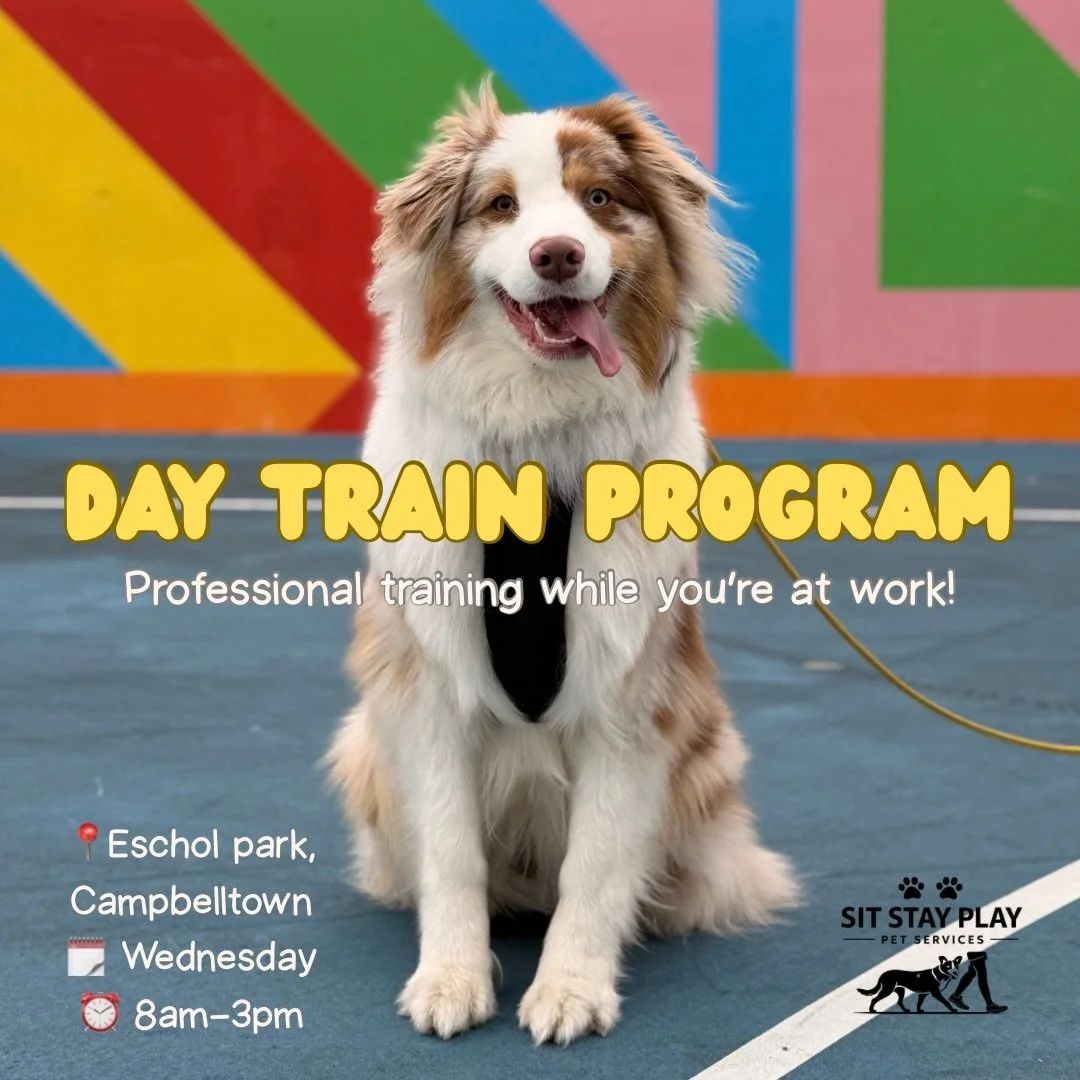 DAY TRAIN PROGRAM 

Want your dog to make real progress while you&rsquo;re at work or busy during the day?

Our Day Train Program is designed to build confident, well-rounded dogs through structured, hands-on training tailored to your dog&rsquo;s ind