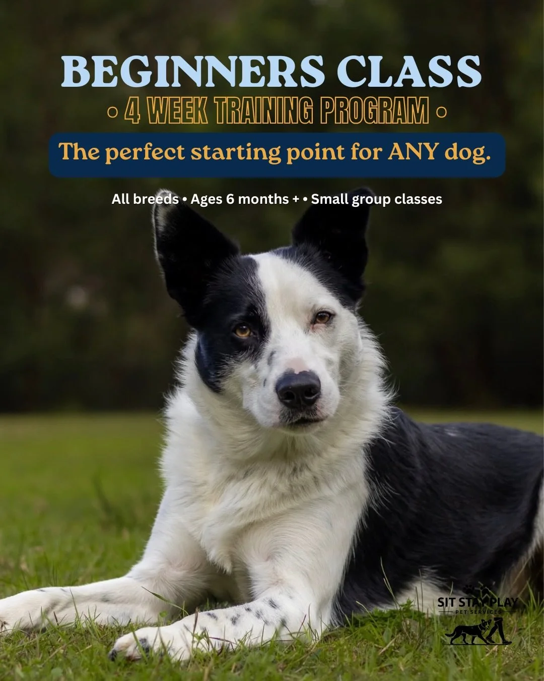 Every well-trained dog starts with the same thing, not obedience, but a relationship.

Our beginners class is designed to teach you how dogs learn, how to communicate clearly, and how to build the essential skills every dog needs for everyday life.

