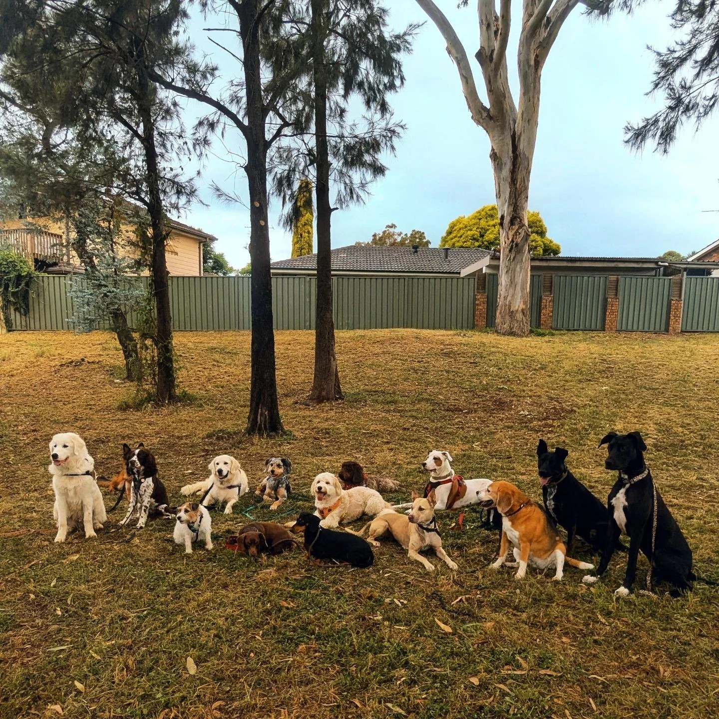 🐾 Happy International Dog Day! 🐾

To the dogs who make us laugh, test our patience, keep us active, steal our beds and somehow become the most important little members of the family. 🤍

At Sit Stay Play, we&rsquo;re lucky enough to spend our days 