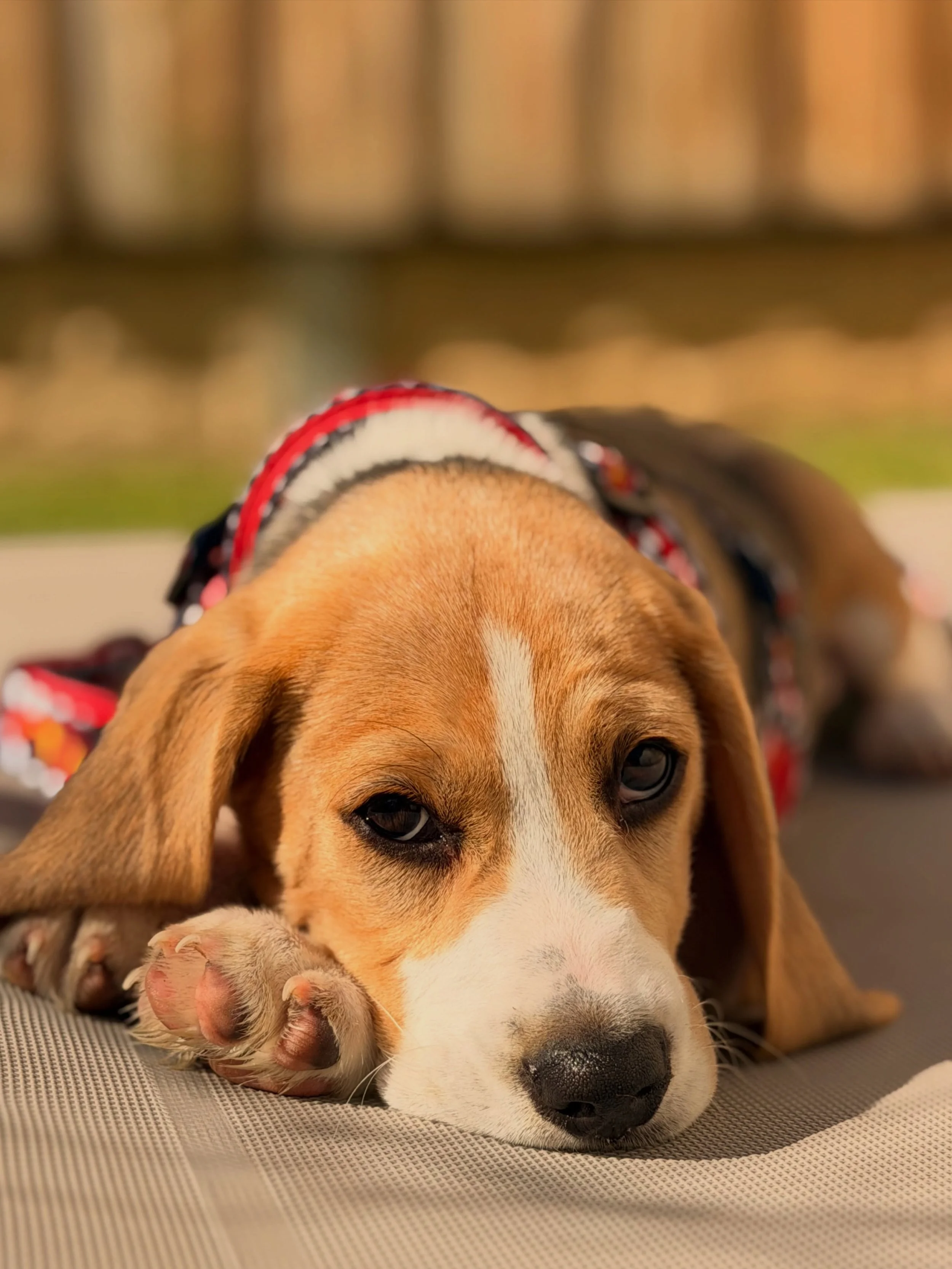 Little Hank after his second private puppy lesson with head trainer Liv. He&rsquo;s just too cute 😍🫶🏻

Puppy school can be great for socialisation, but private puppy training offers something group classes simply can&rsquo;t&hellip; individualised