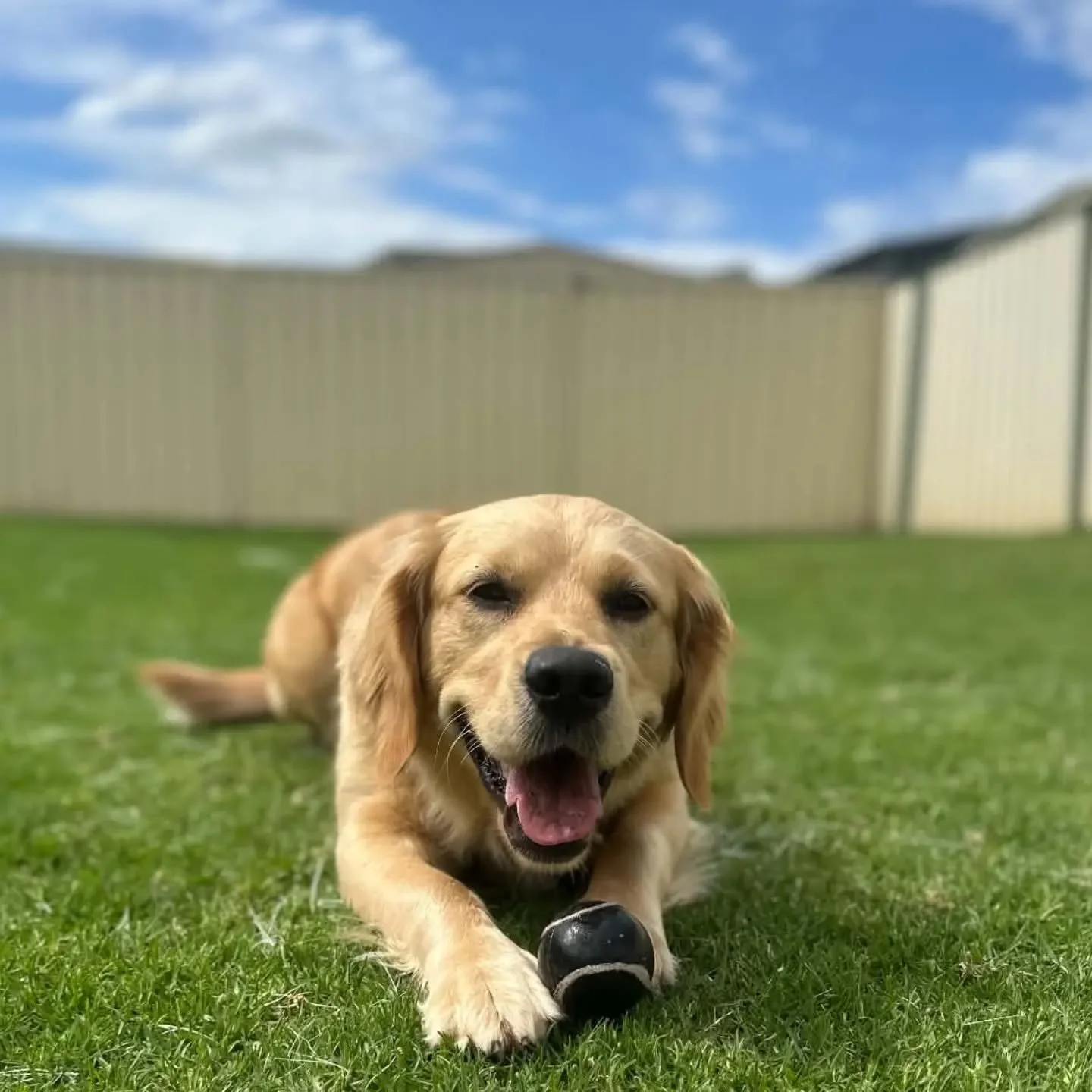Meet Peaches 🍑💛

Our newest pet sitting client and quite possibly the sweetest Golden Retriever ever 

Shianne spent the public holiday hanging out with this gorgeous girl, with plenty of playtime, cuddles and of course some quality time with her f