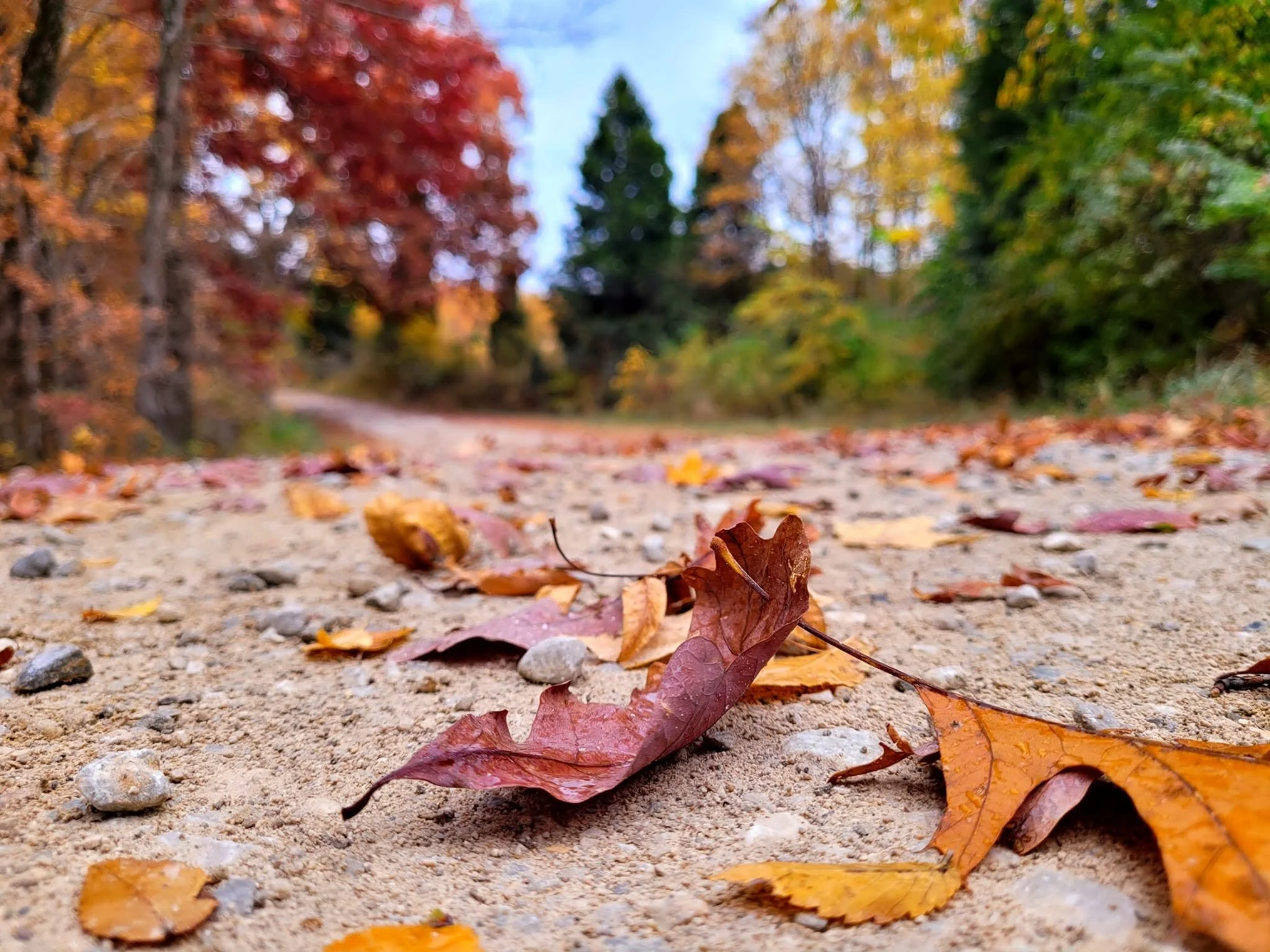 Close-up of brown, orange, and yellow fallen autumn leaves on a dirt path with scattered pebbles, with blurred trees and blue sky in the background.