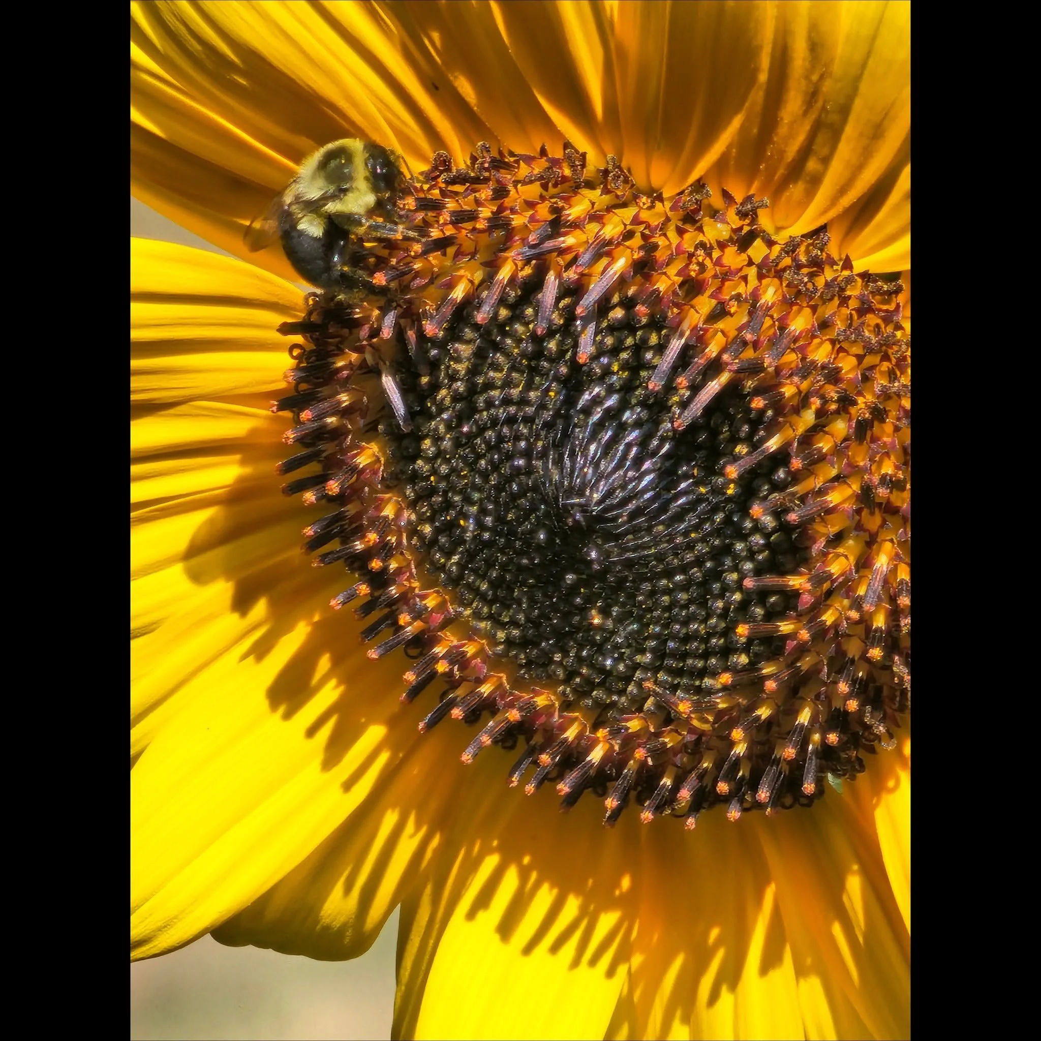 Close-up of a bee on the central disk of a sunflower with bright yellow petals.