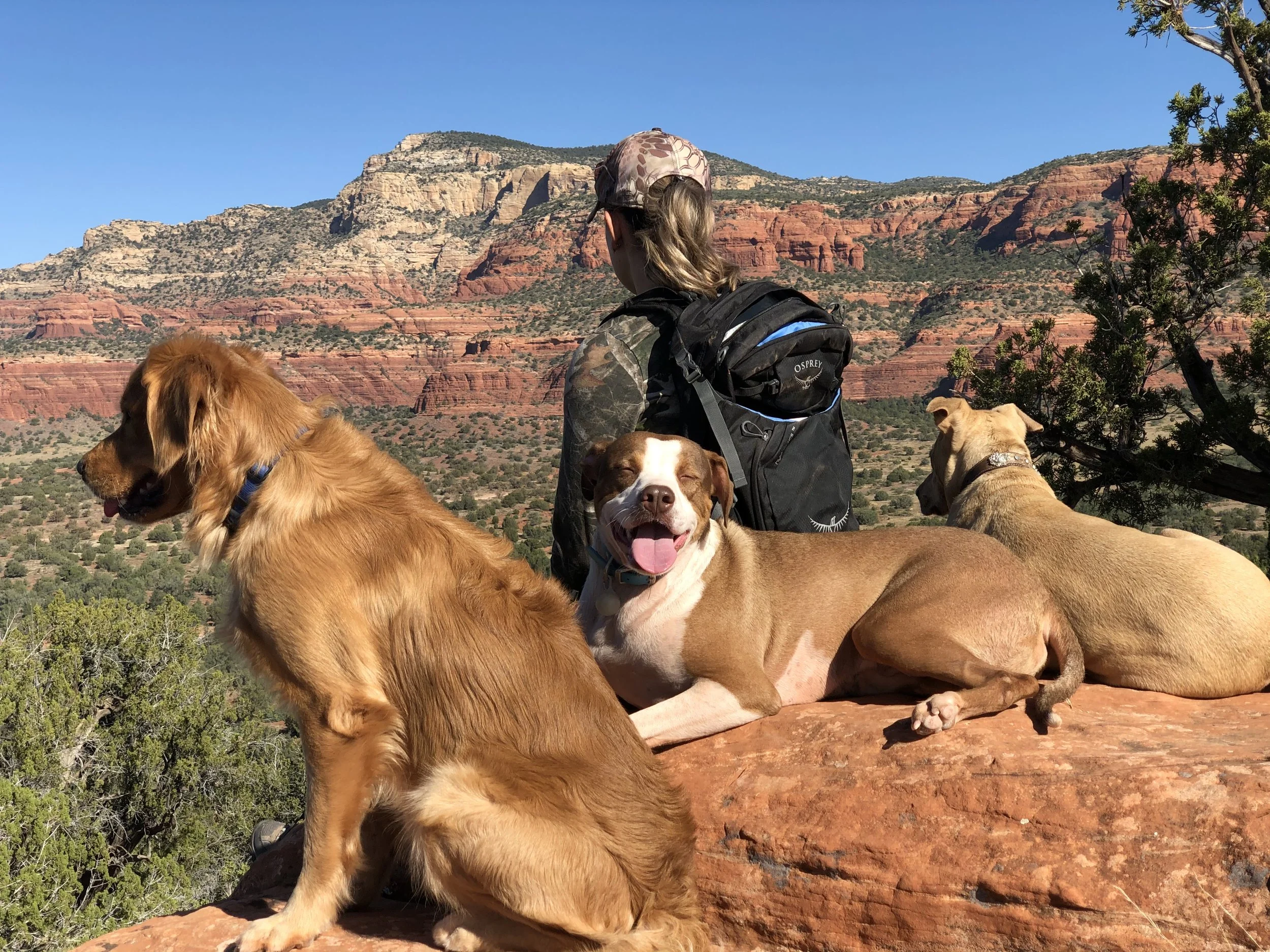 A person with a backpack and a cap sitting outdoors with four dogs among red rock formations and sparse green vegetation, under a clear blue sky.