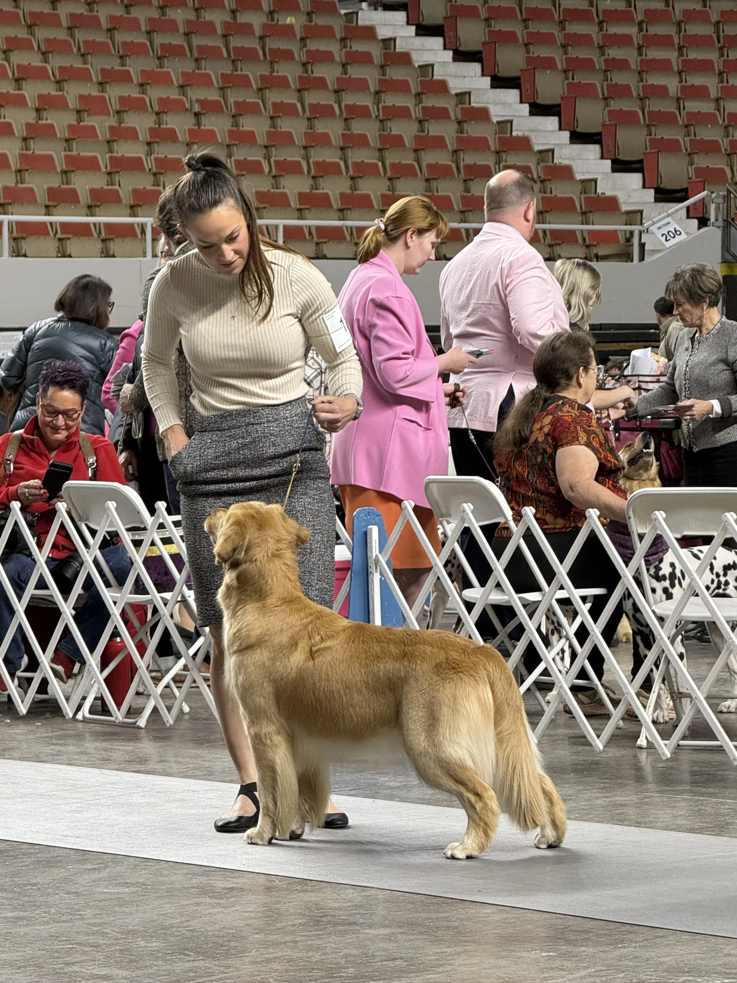 A golden retriever dog standing on a show ring with a woman in a beige sweater and checkered skirt nearby during a dog show. Several people are seated and standing behind a white barrier, with some looking at their phones or talking. The background s