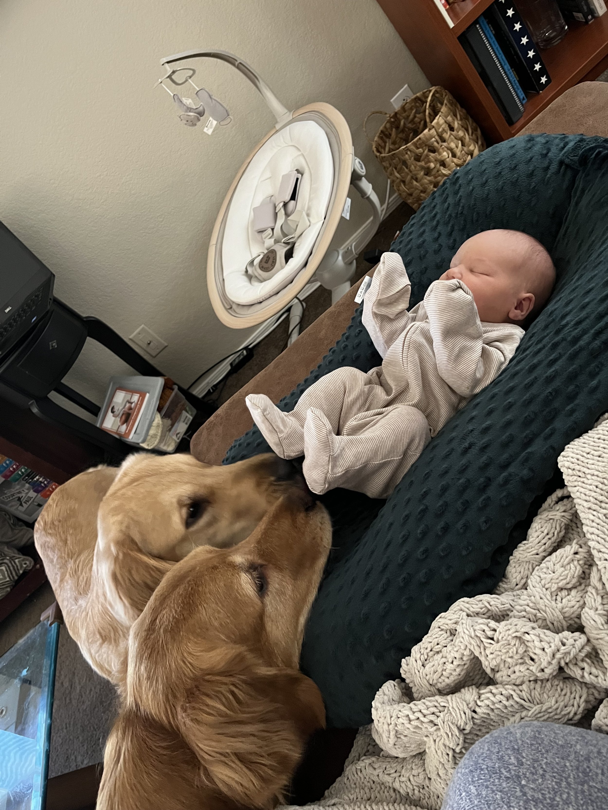 A baby sleeping on a dark blue textured blanket on a couch with a golden retriever dog close by. There is a baby swing and a bookshelf in the background.