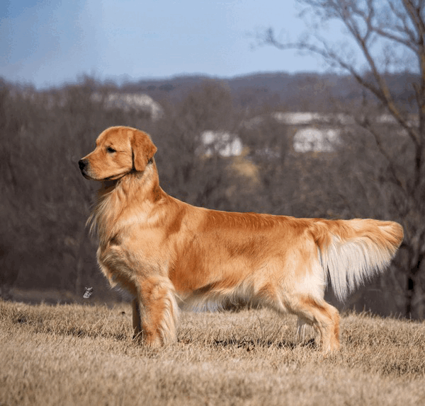 Golden retriever standing outdoors on a grassy field with bare trees and a distant landscape in the background.